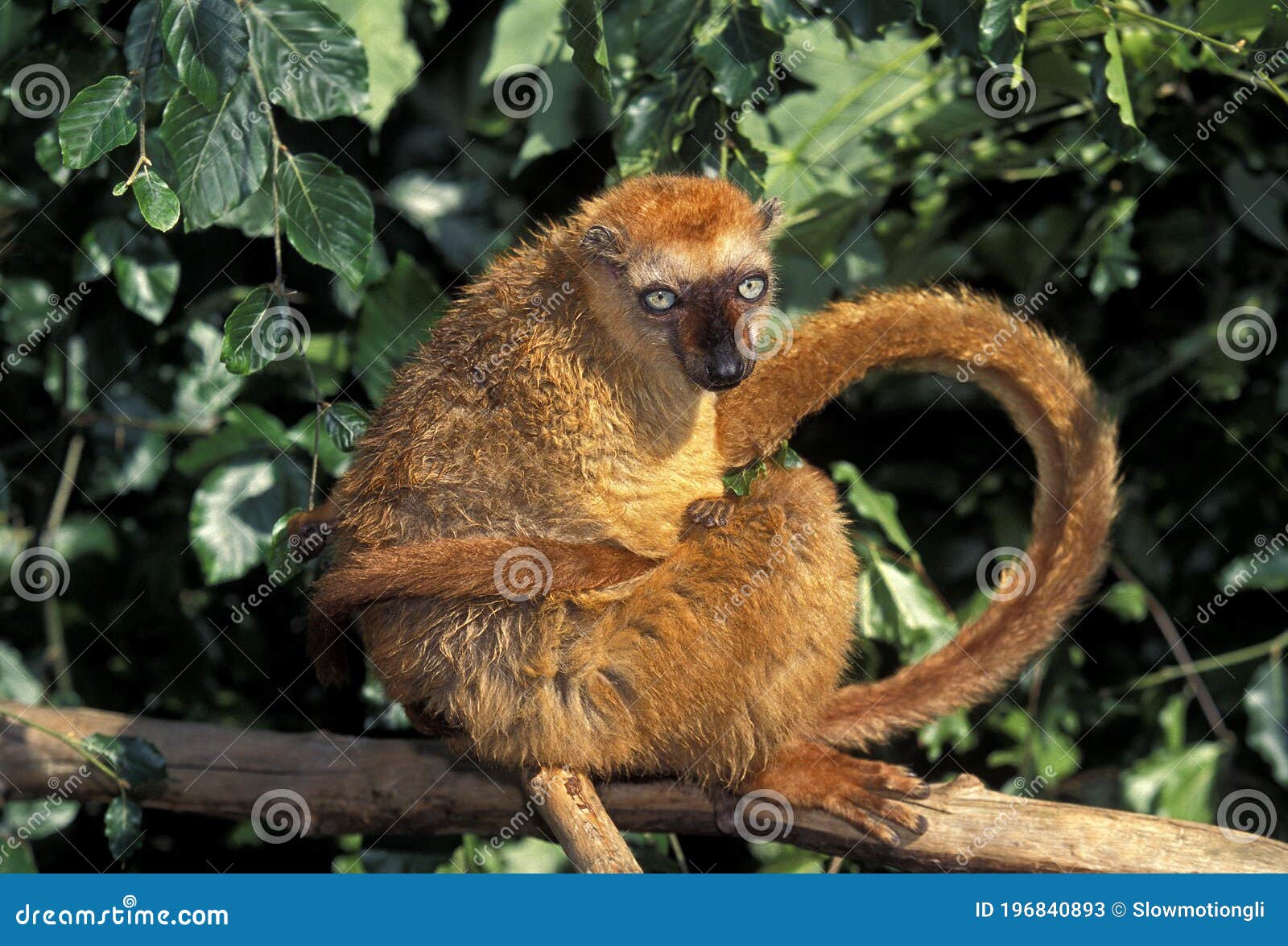 black lemur, eulemur macaco, female scratching tail