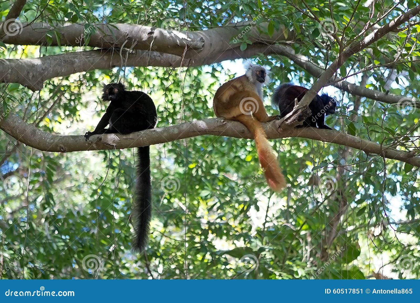 black lemur (eulemur macaco)