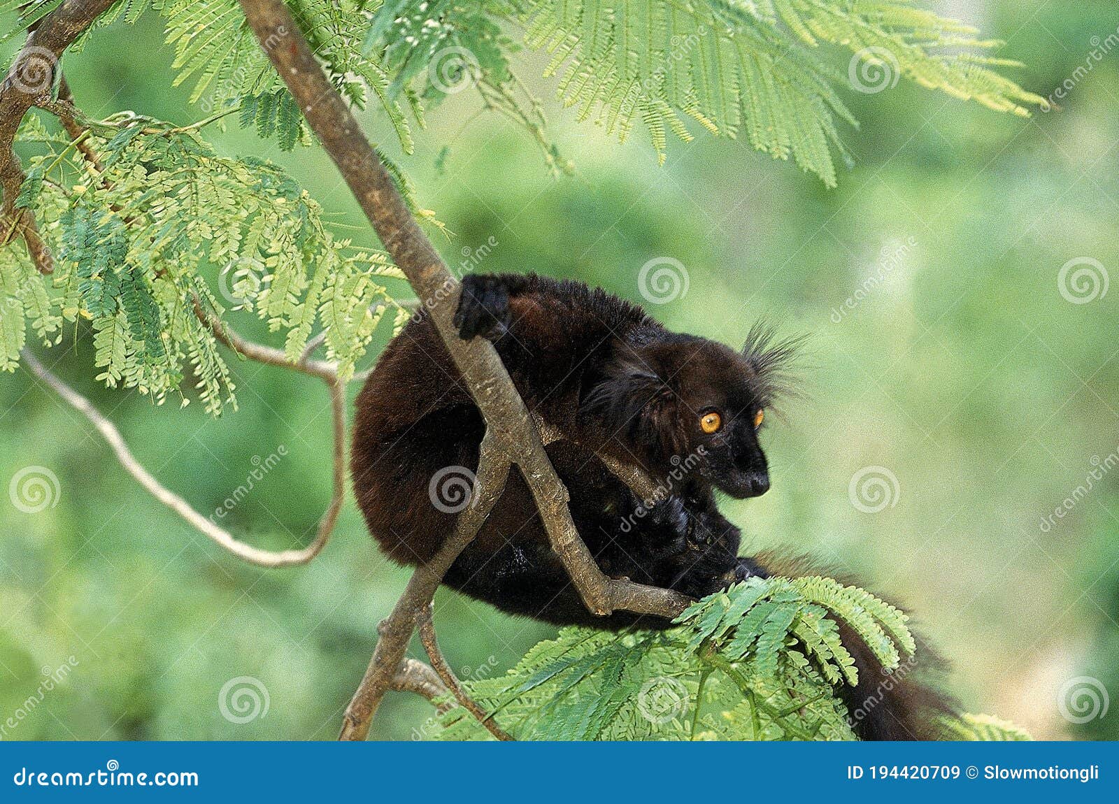 black lemur eulemur macaco, male hanging from branch, madagascar