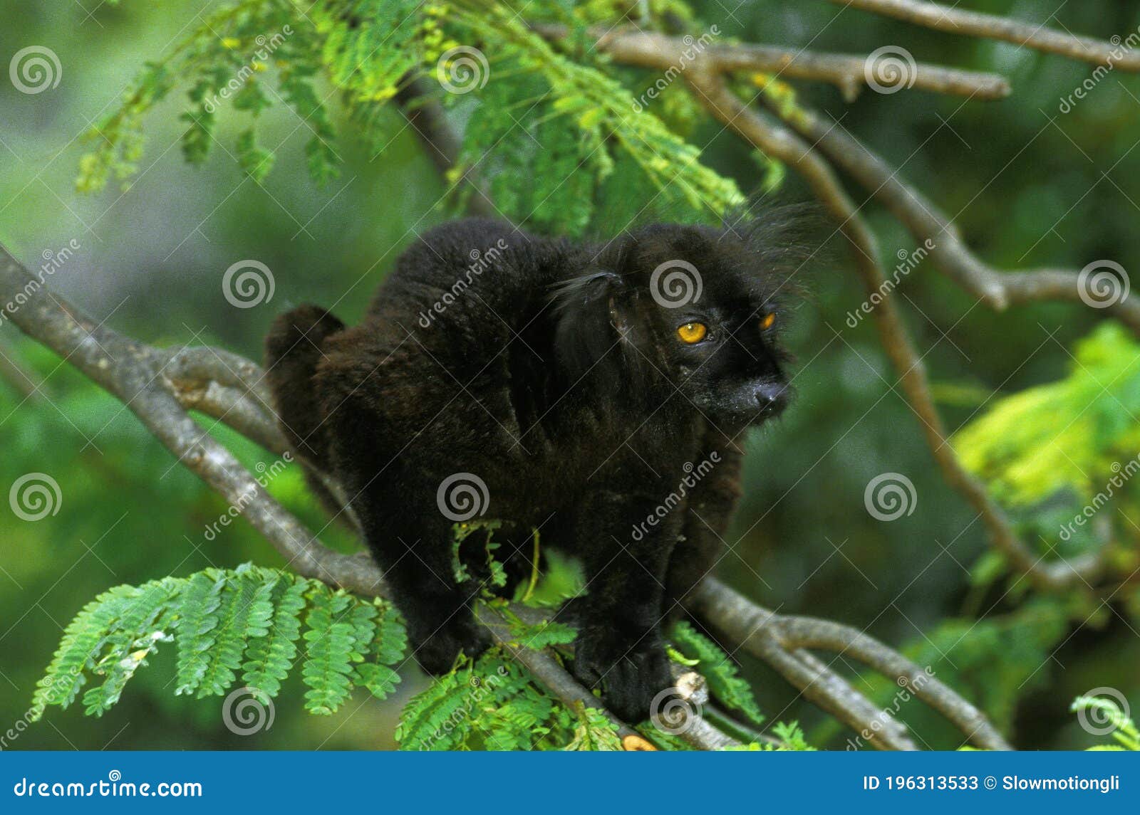 black lemur, eulemur macaco, male standing on branch