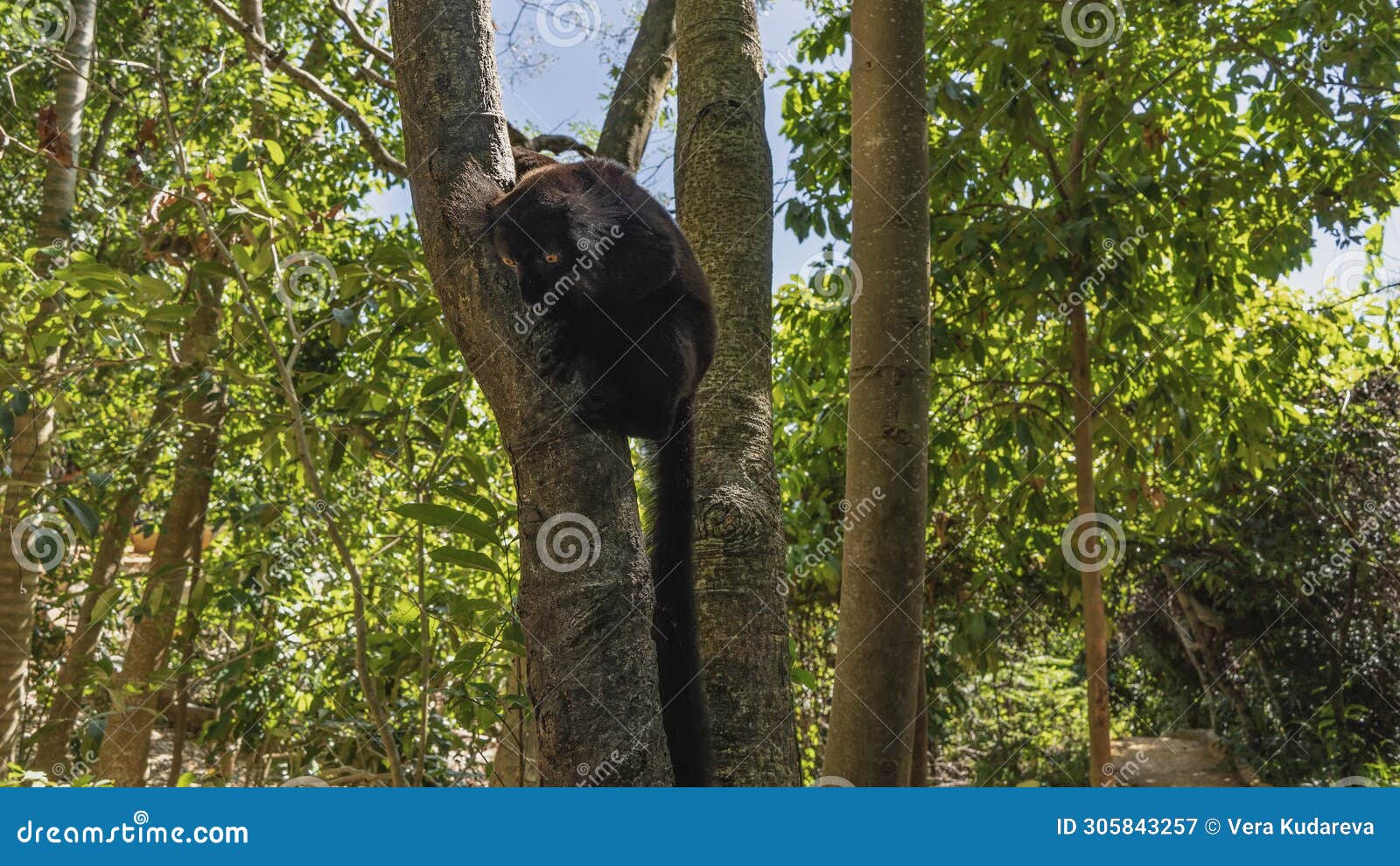 a black lemur eulemur macaco is sitting on a tree trunk, looking down.