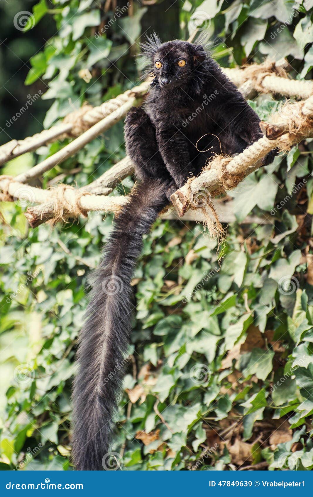 black lemur (eulemur macaco)