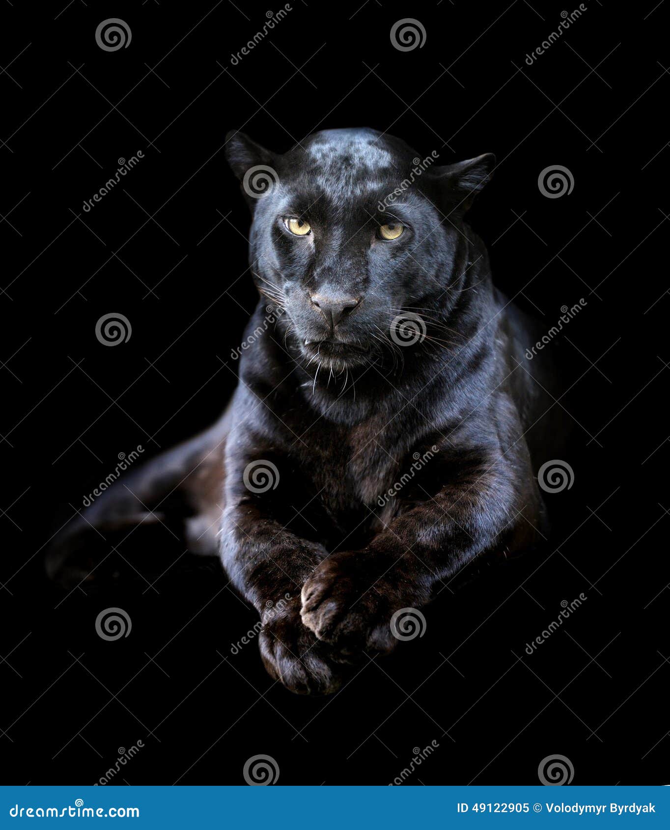 Black Leopard Stock Photos, Images and Backgrounds for Free Download