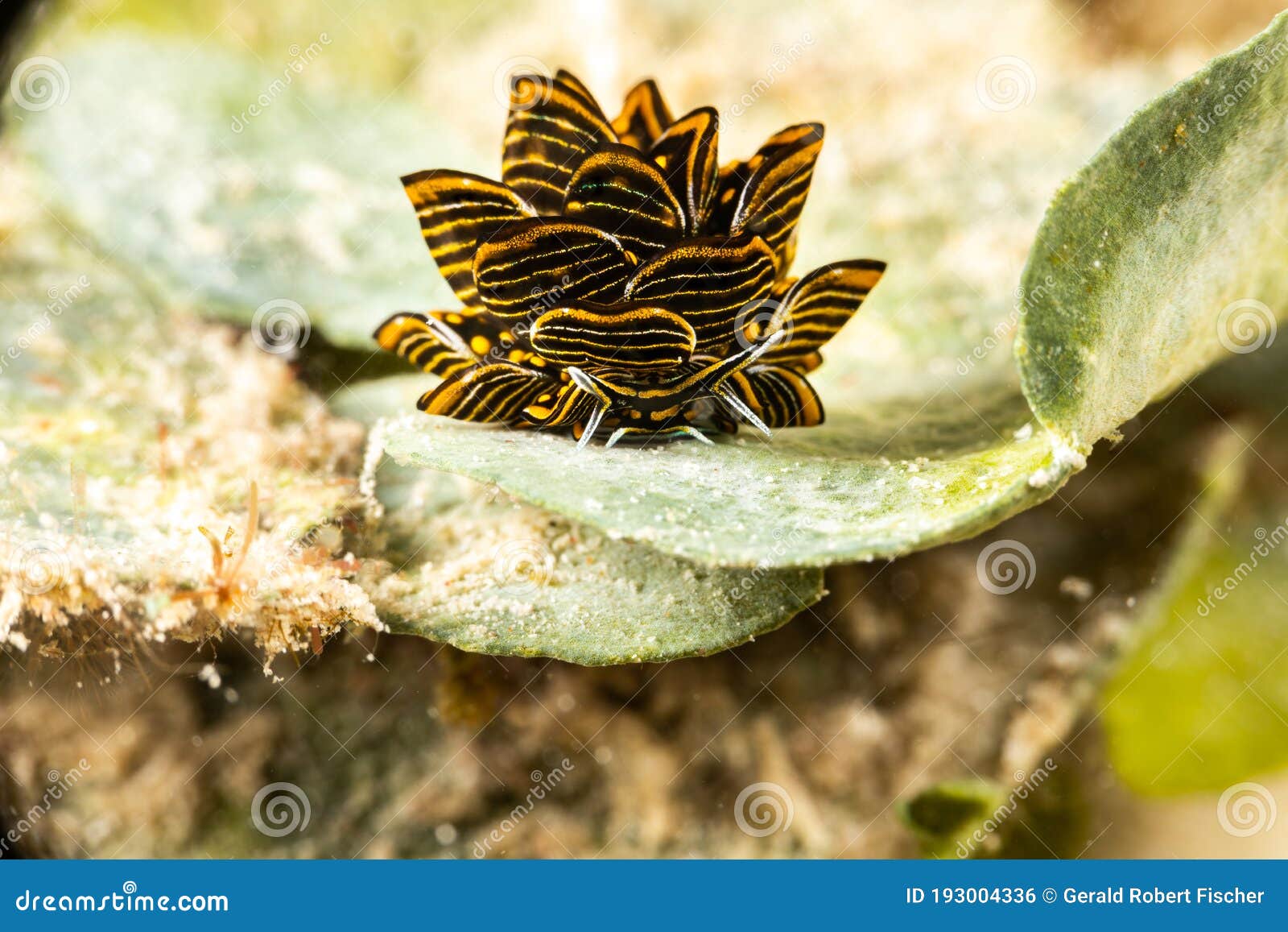 black linded sapsucking slug , tiger butterfly