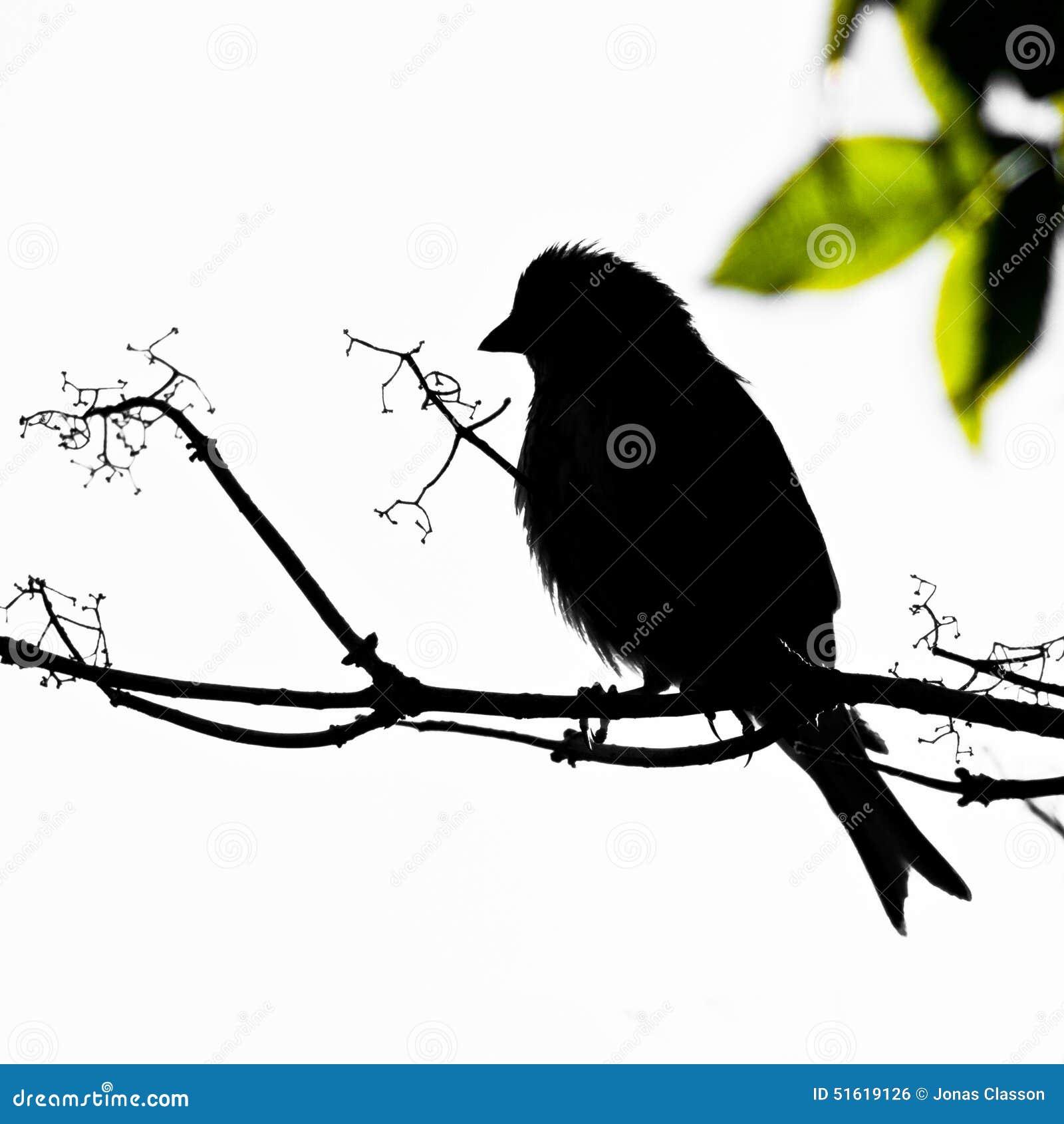 black linnet bird on branch siluette