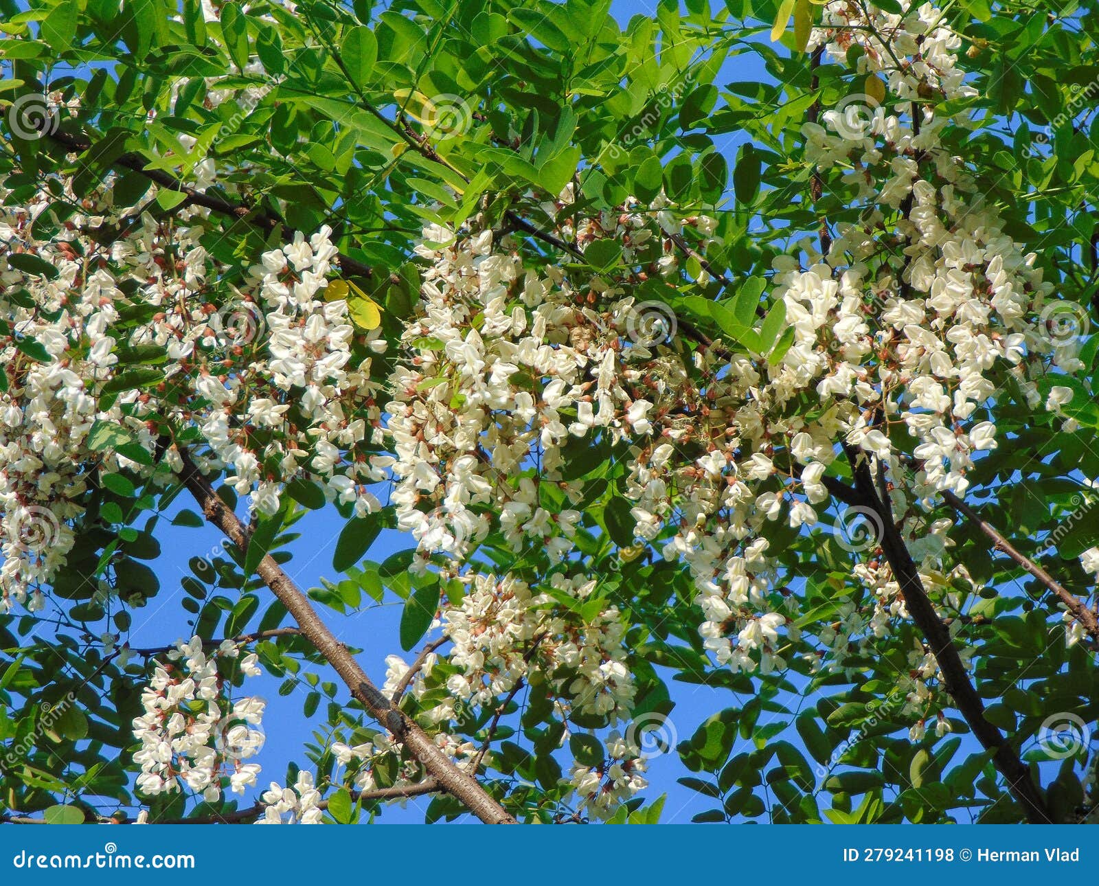 Black Locust Tree in Bloom. Robinia Pseudoacacia Stock Photo Image of