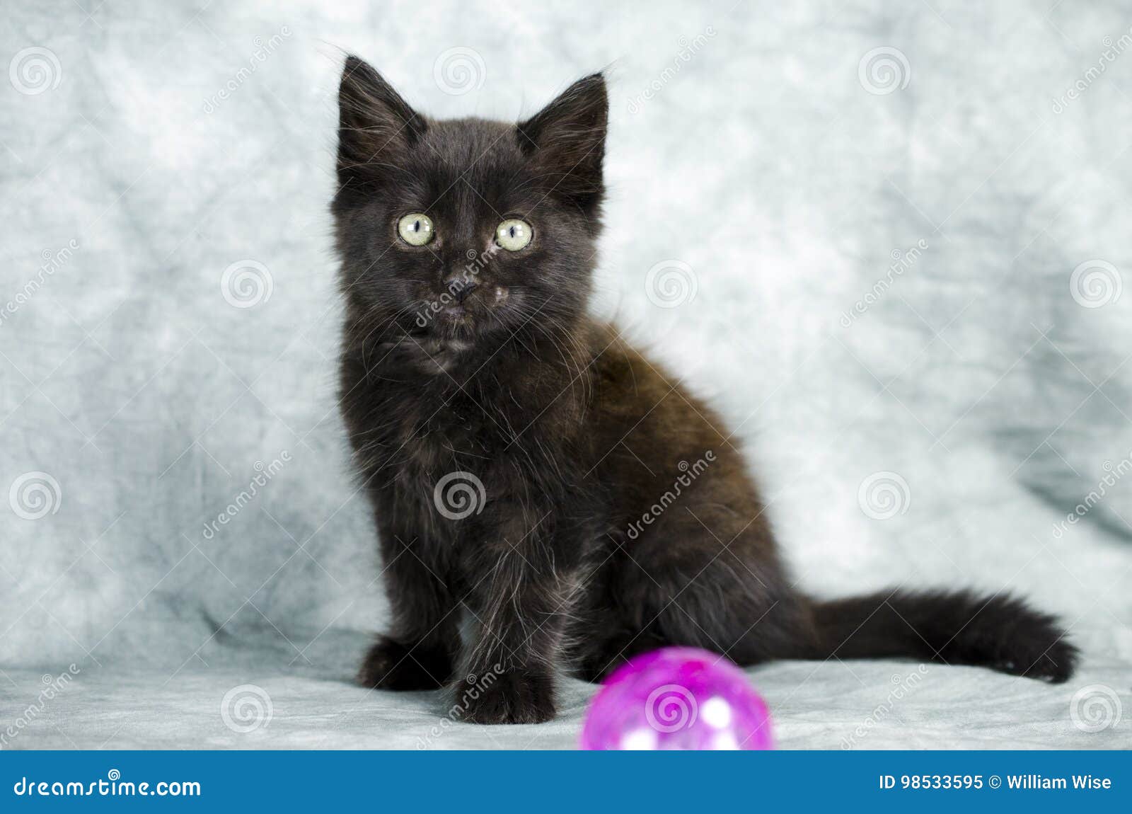 black long hair kitten playing with pink ball