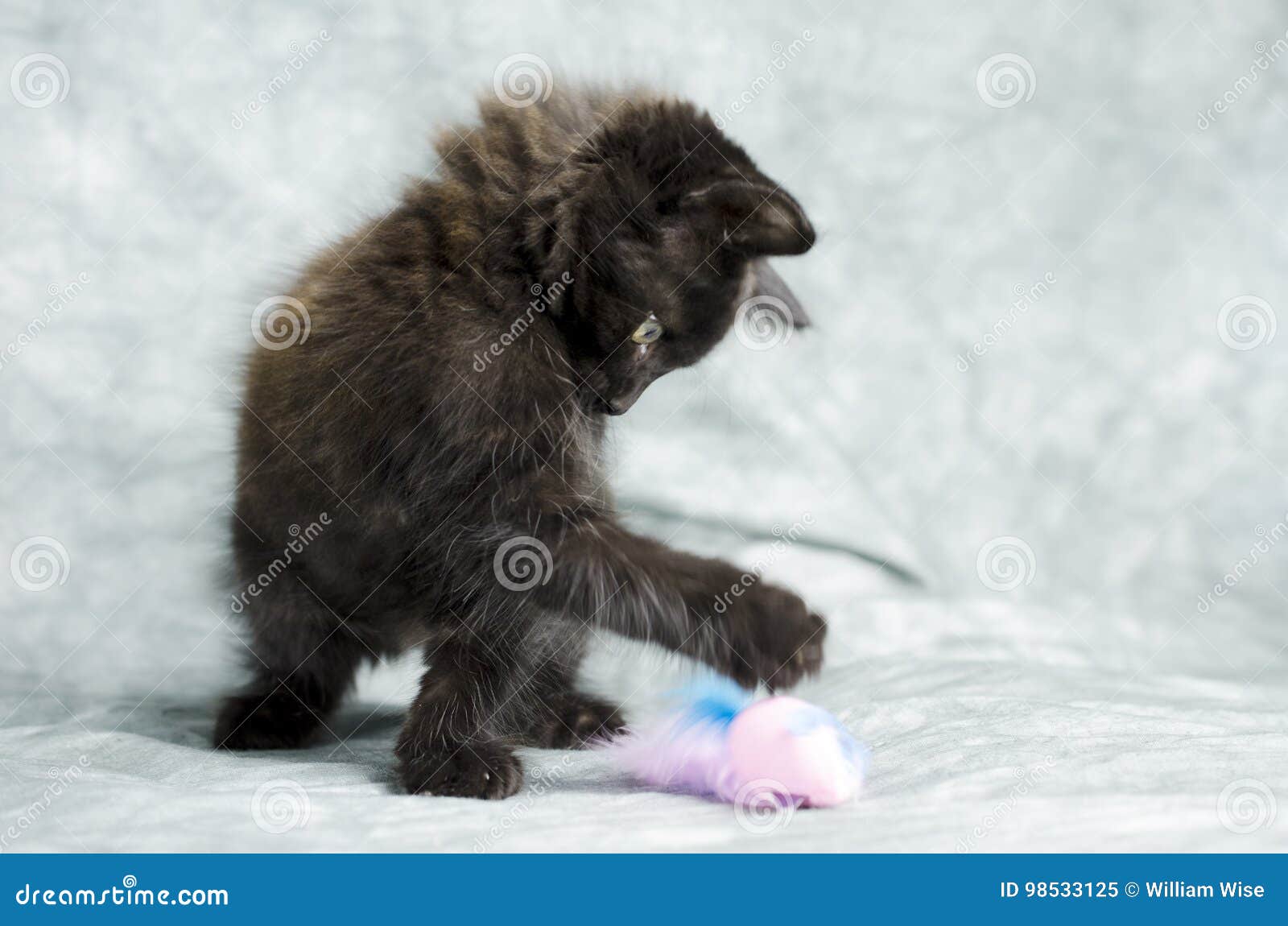 black long hair kitten playing with pink mouse feather