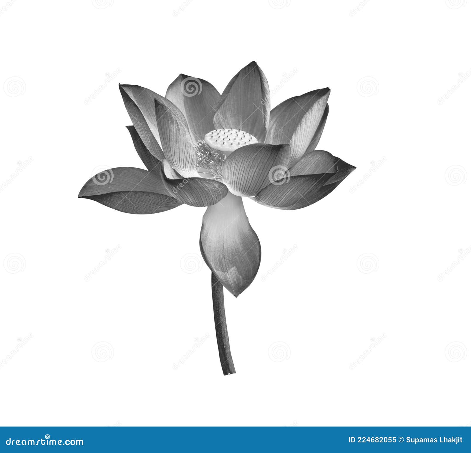 Black Lotus Flower on White Background Stock Image Image of peace