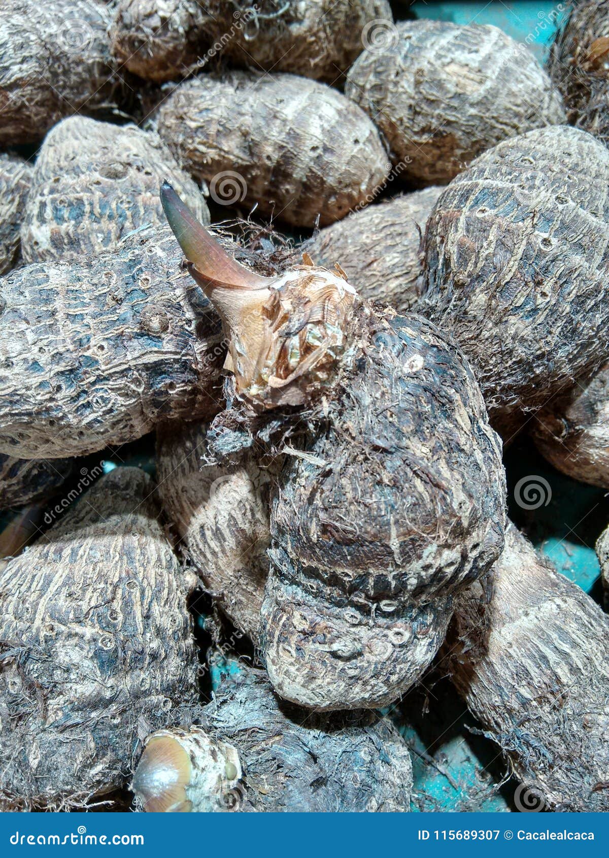Black Magic, Chinese Potato, Coco Yam, Coco Yam, Dry Taro, Eddy Root