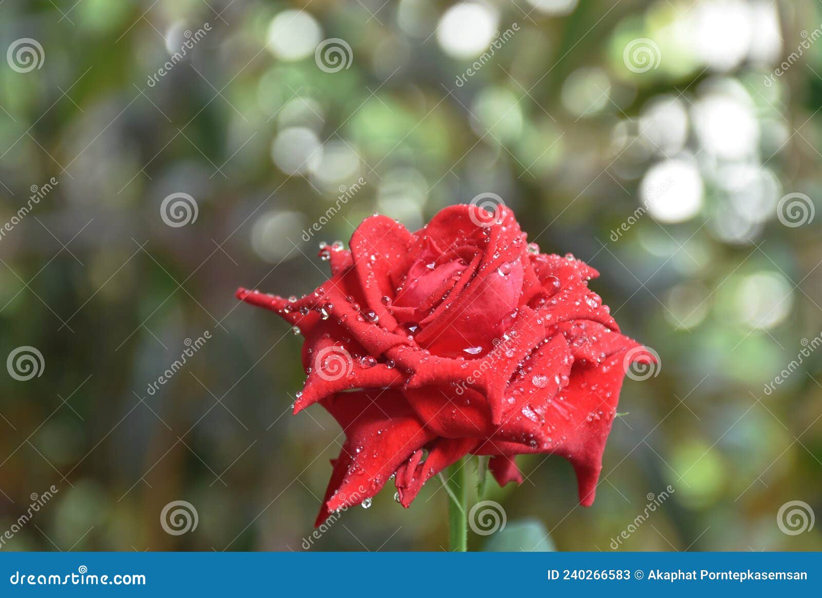 Black Magic Rose Blooming with Drop of Water on Garden Stock Image ...