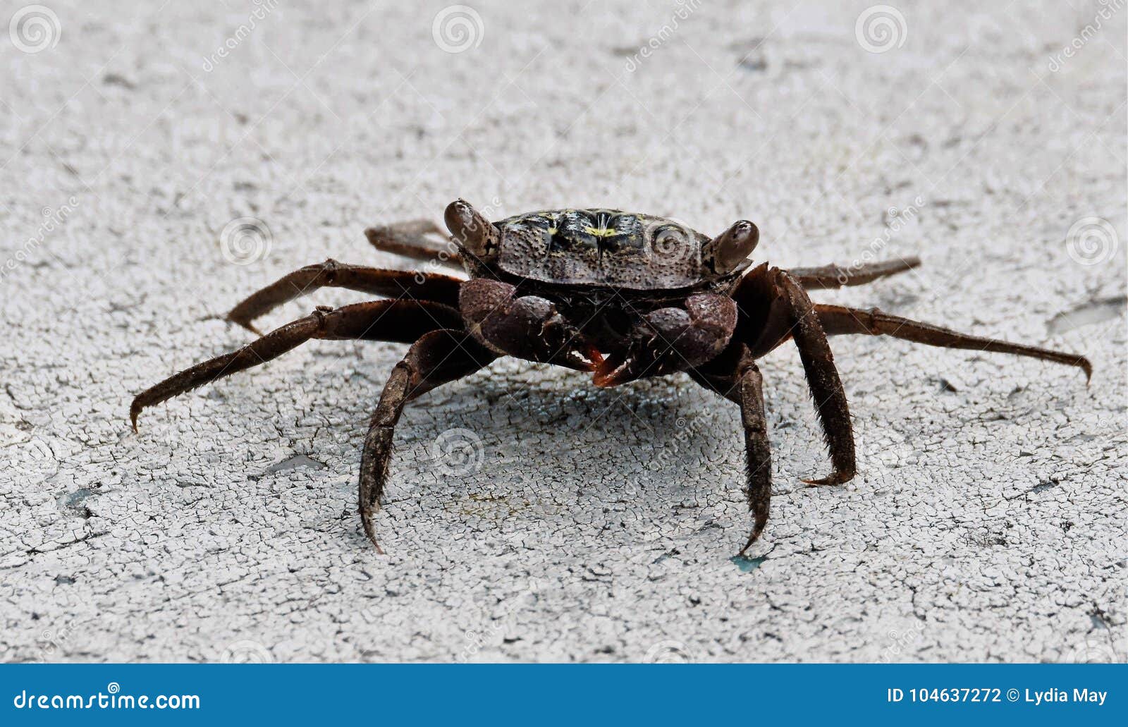 Black mangrove crab stock photo. Image of herons, closeup 104637272