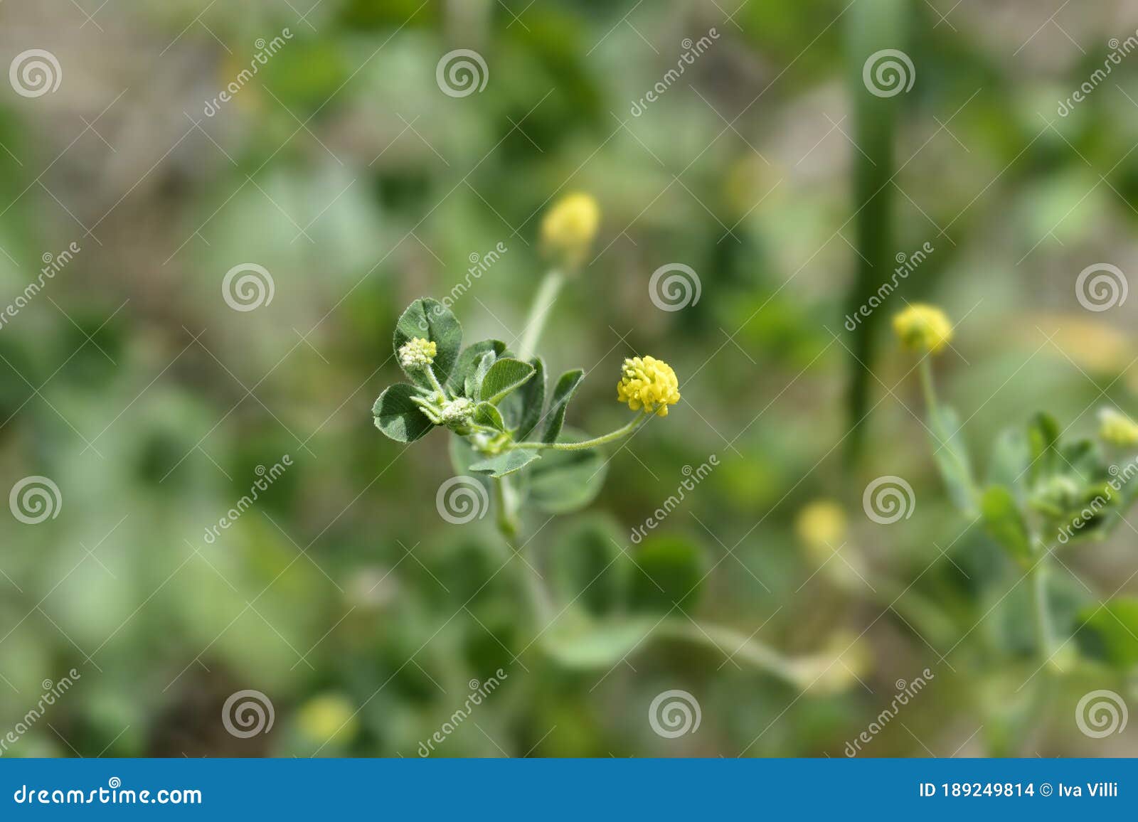 black medick