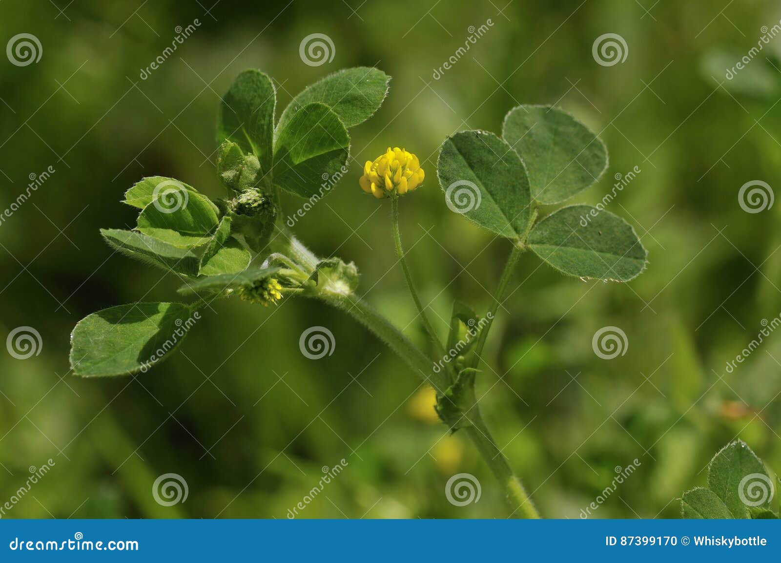 black medick