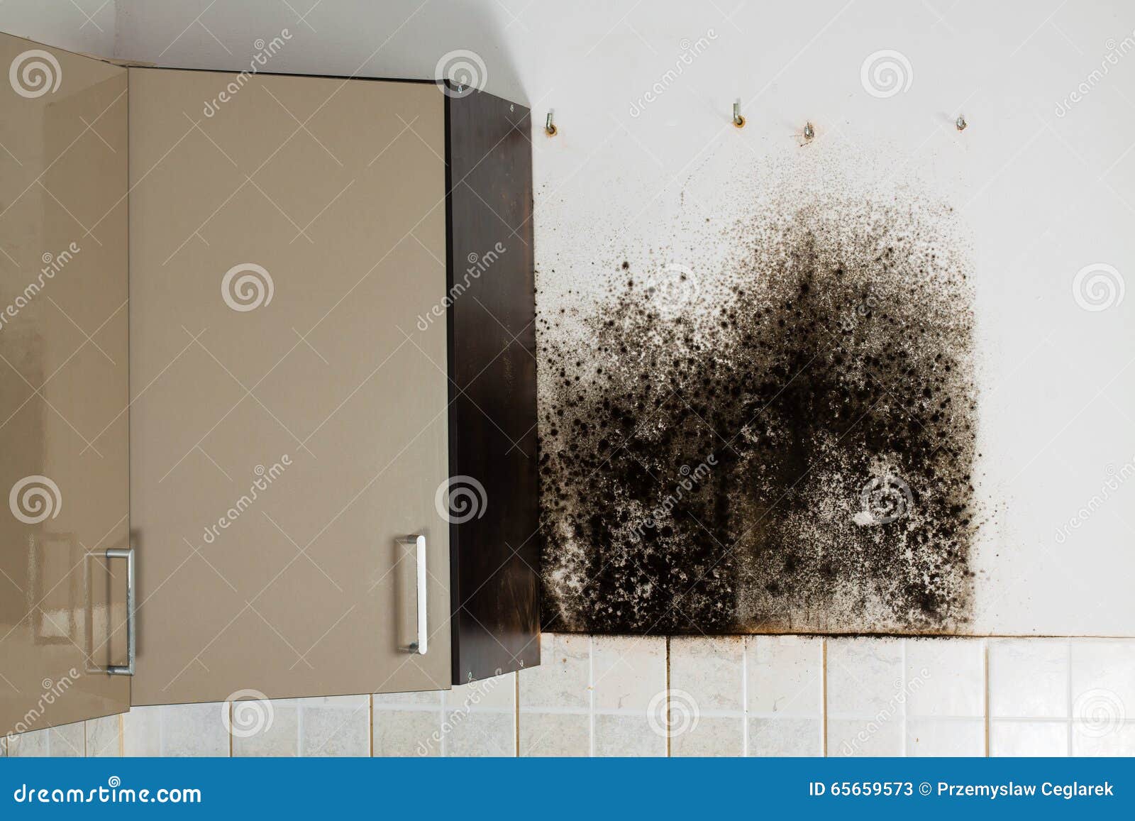 how walls to clean fungus on Image Black of behind, black, image. stock mould. person how walls to clean fungus on Image Black of behind, black, image. stock mould. person