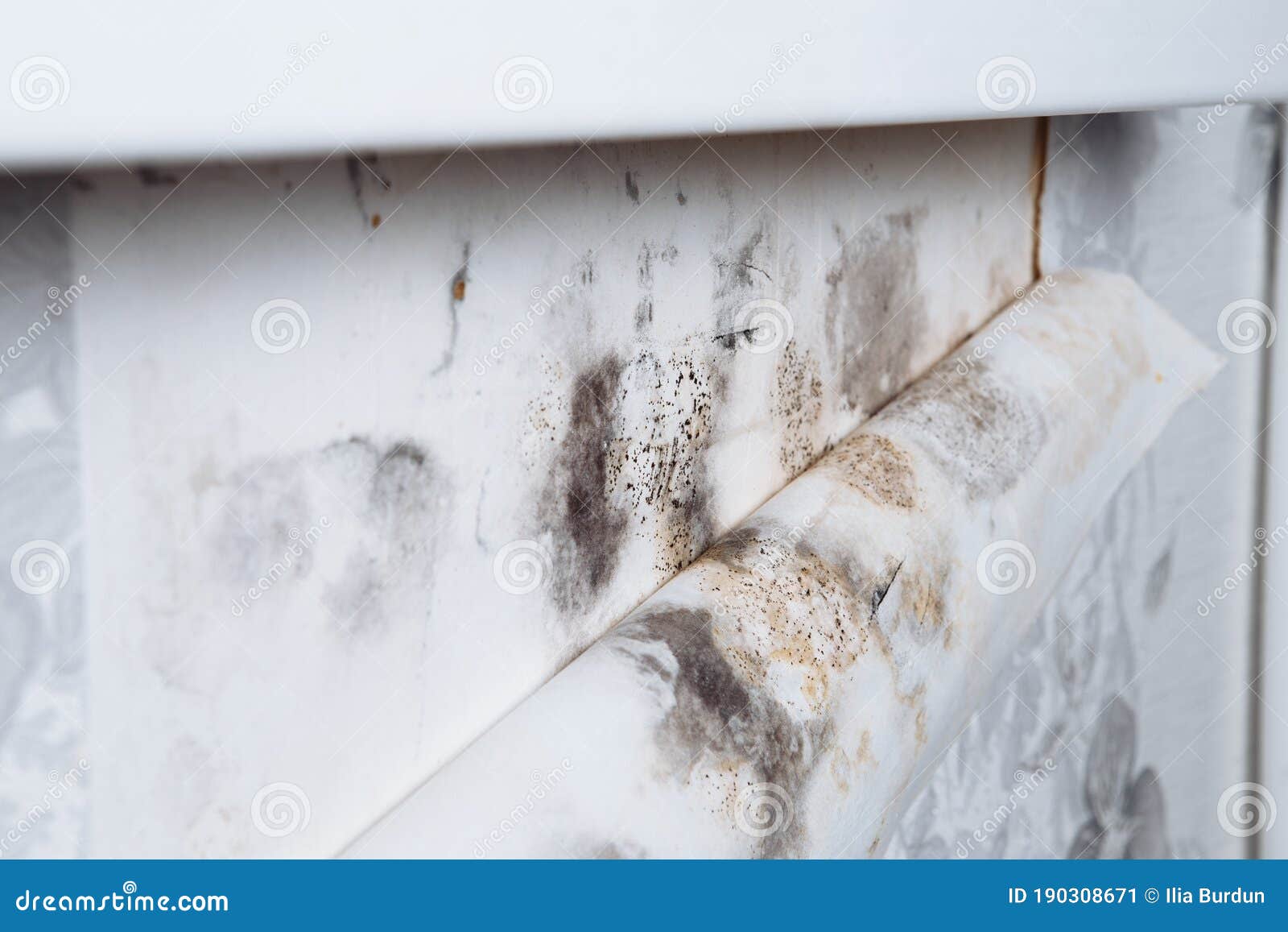 Black Mold Buildup in the Corner of an Old House. Development of Mildew  Under the Wallpaper Stock Image - Image of leak, mouldy: 190308671
