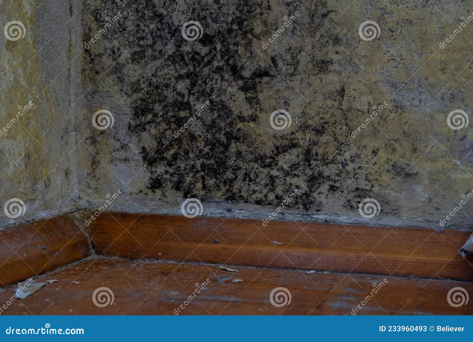 Black Mold on the Concrete Wall in the Apartment. Stock Image Image