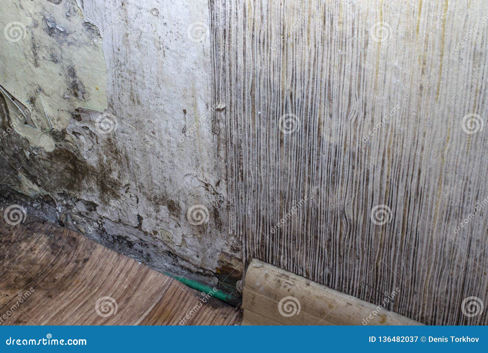 Black Mold in the Corner of Room Wall Stock Image Image of aged
