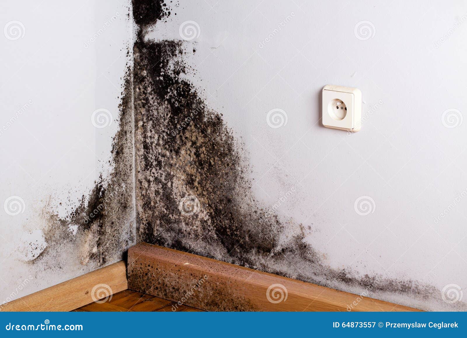 Black mould. stock image. Image of allergy, microbiology 64873557