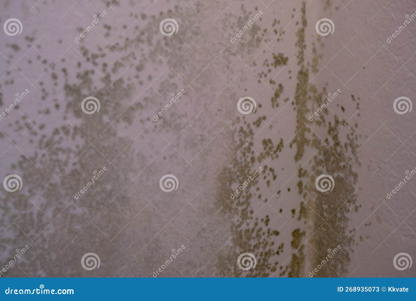 Black Mold in the Corner of the White Ceiling. Macro Mildew in the