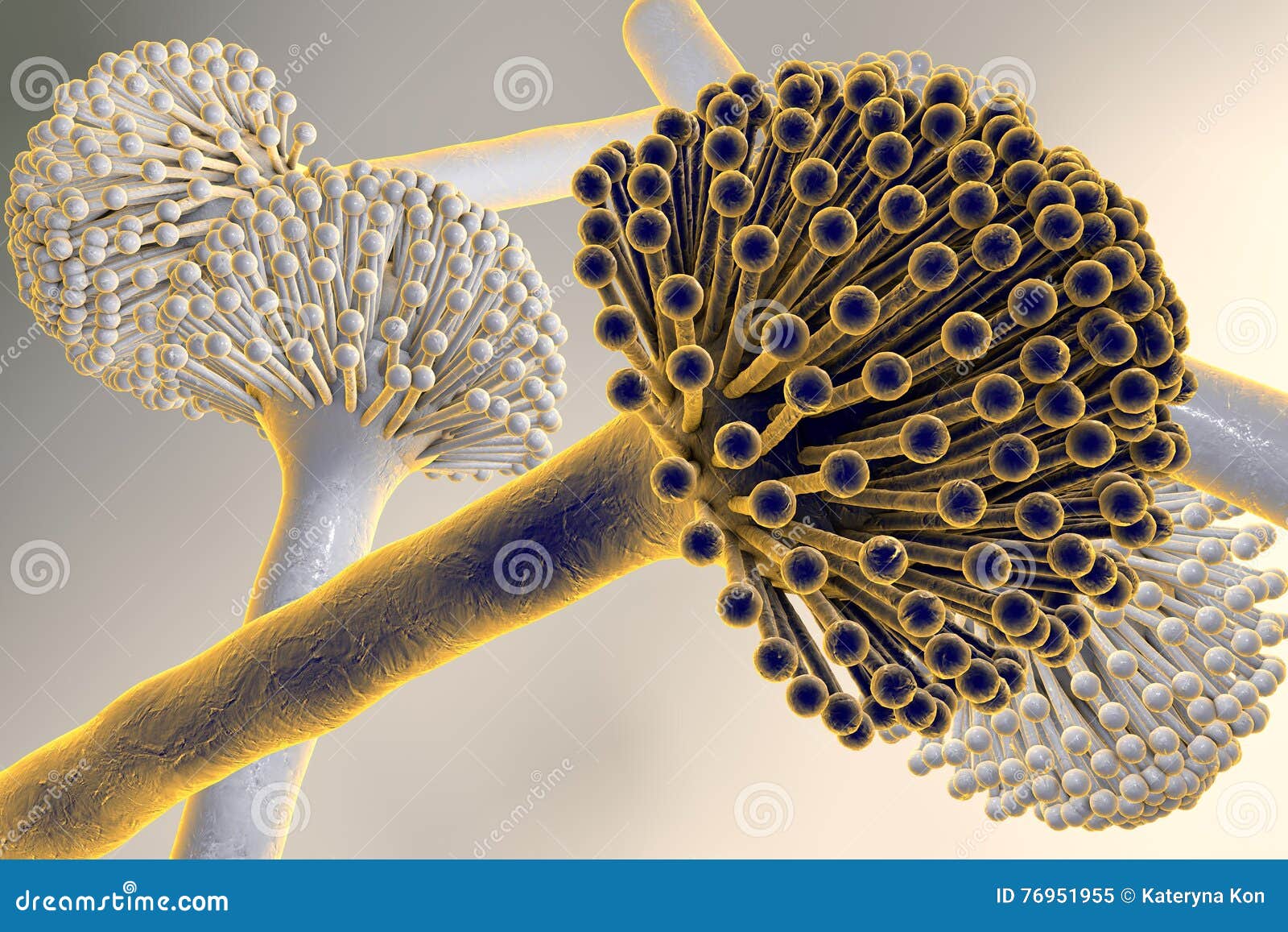 Black Mold Fungi Stock Illustration Illustration Of Growth 76951955