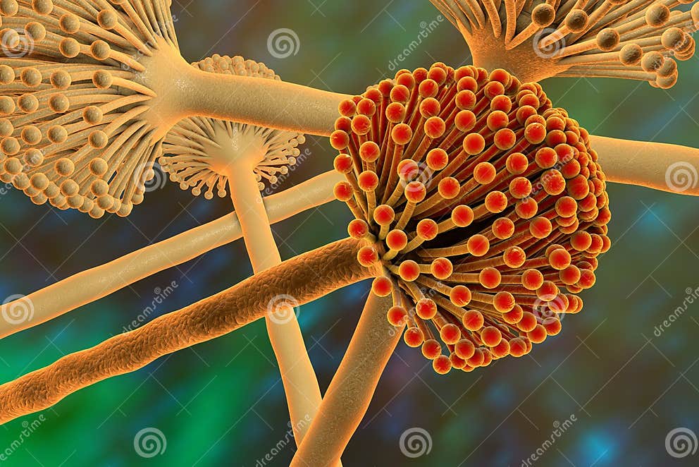 Black Mold Fungi Stock Illustration Illustration Of Aspergillosis