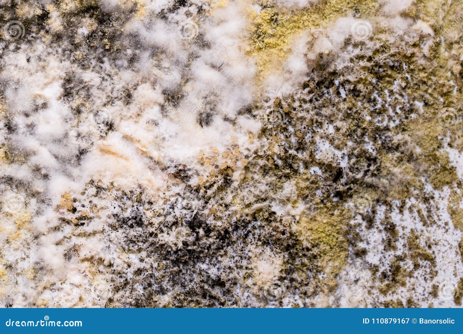 Black Mold and Mites on Wall. Closeup Stock Image Image of sanitation