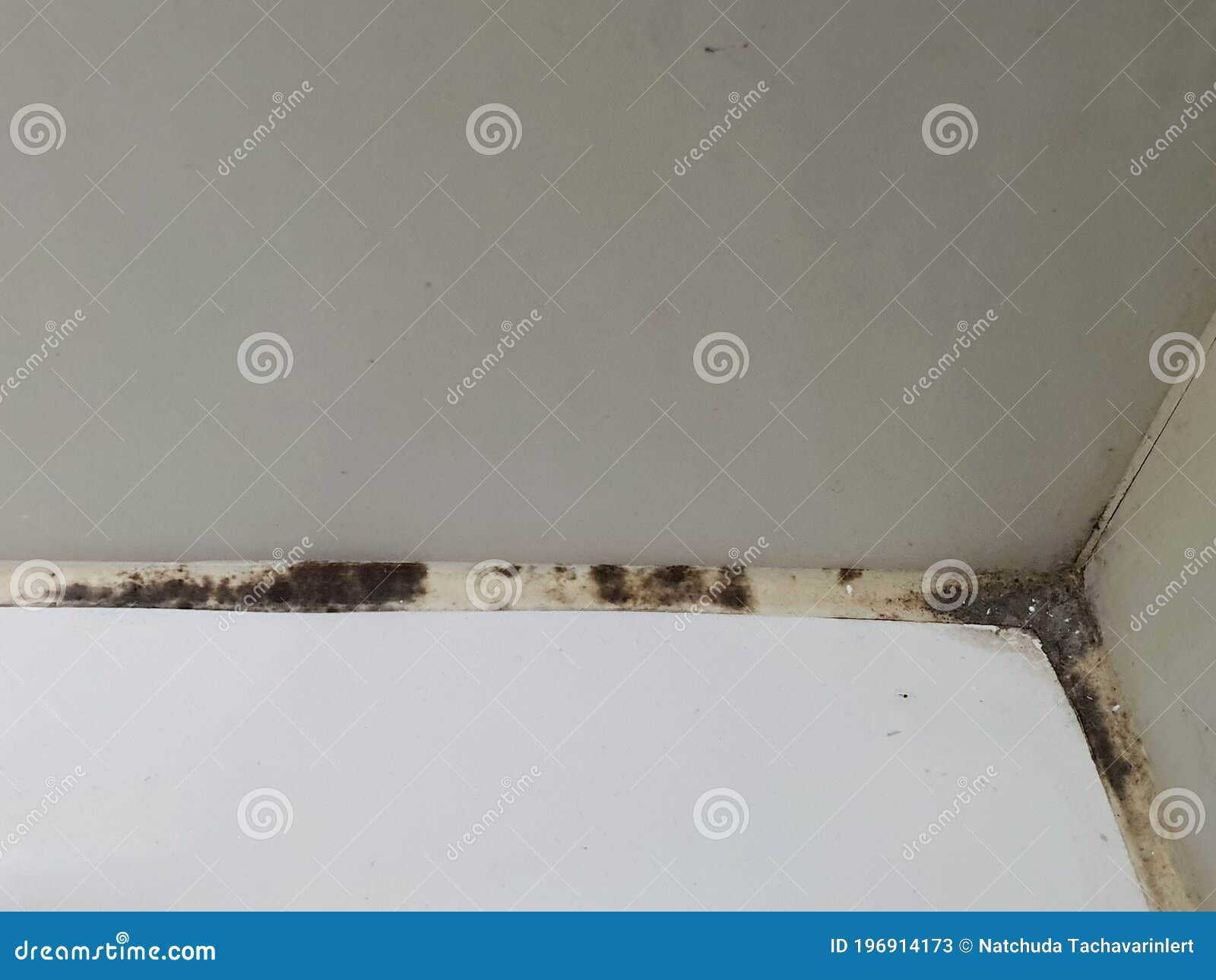 Black Mold Stains Along the Grout in the Bathroom Stock Image Image