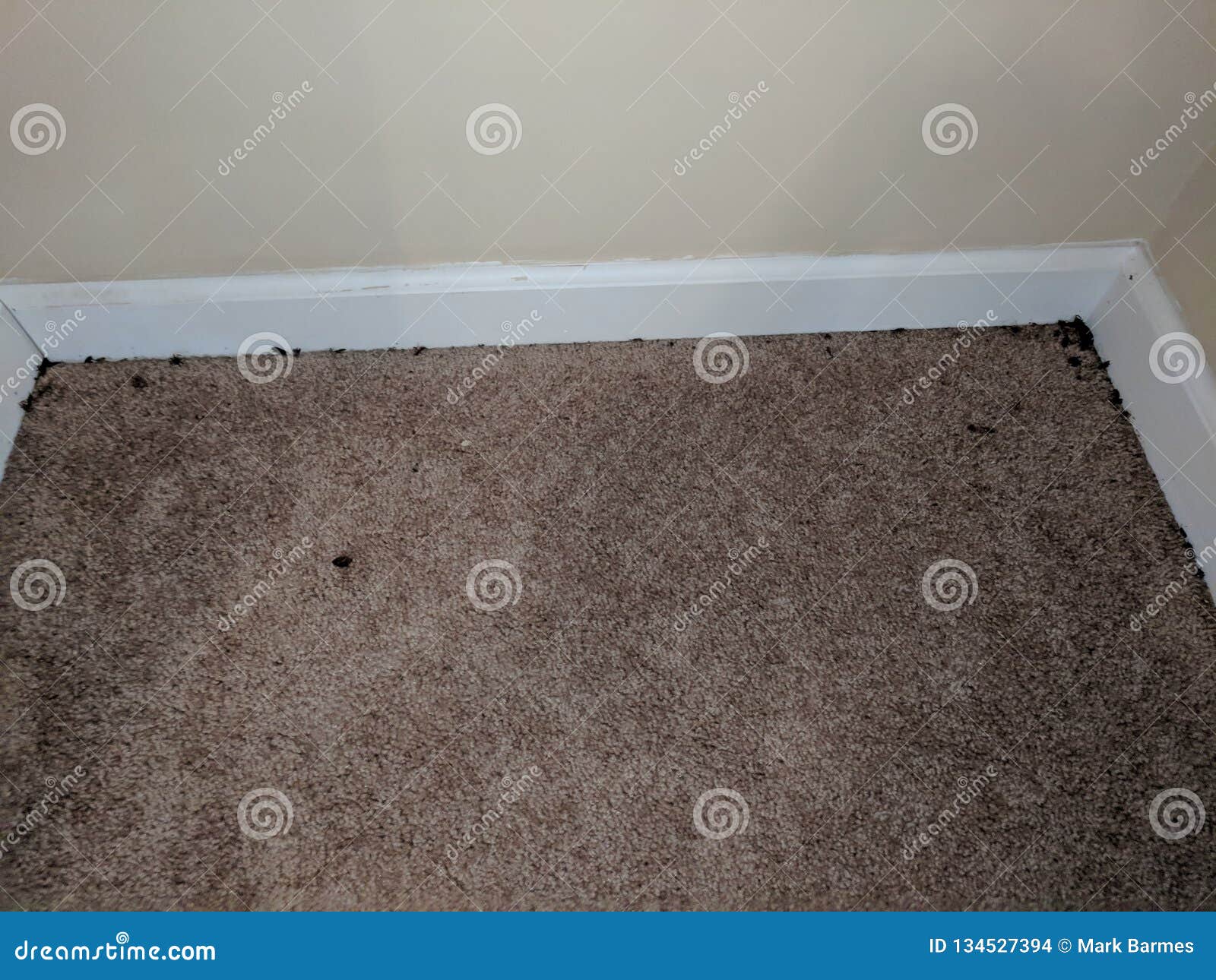 Black Mold On Wall And Floor Stock Photo Image Of Floor Wall