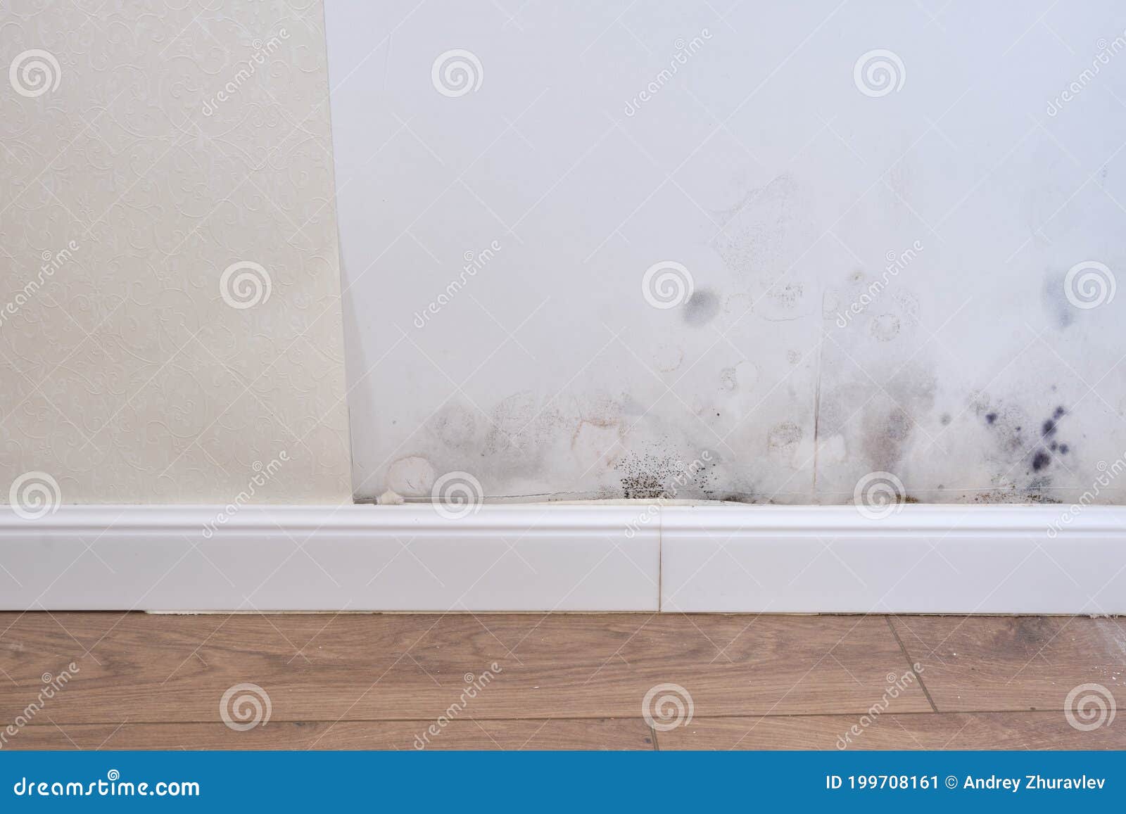 Black Mold on the Wall with Wallpaper and Plinth Stock Image Image of