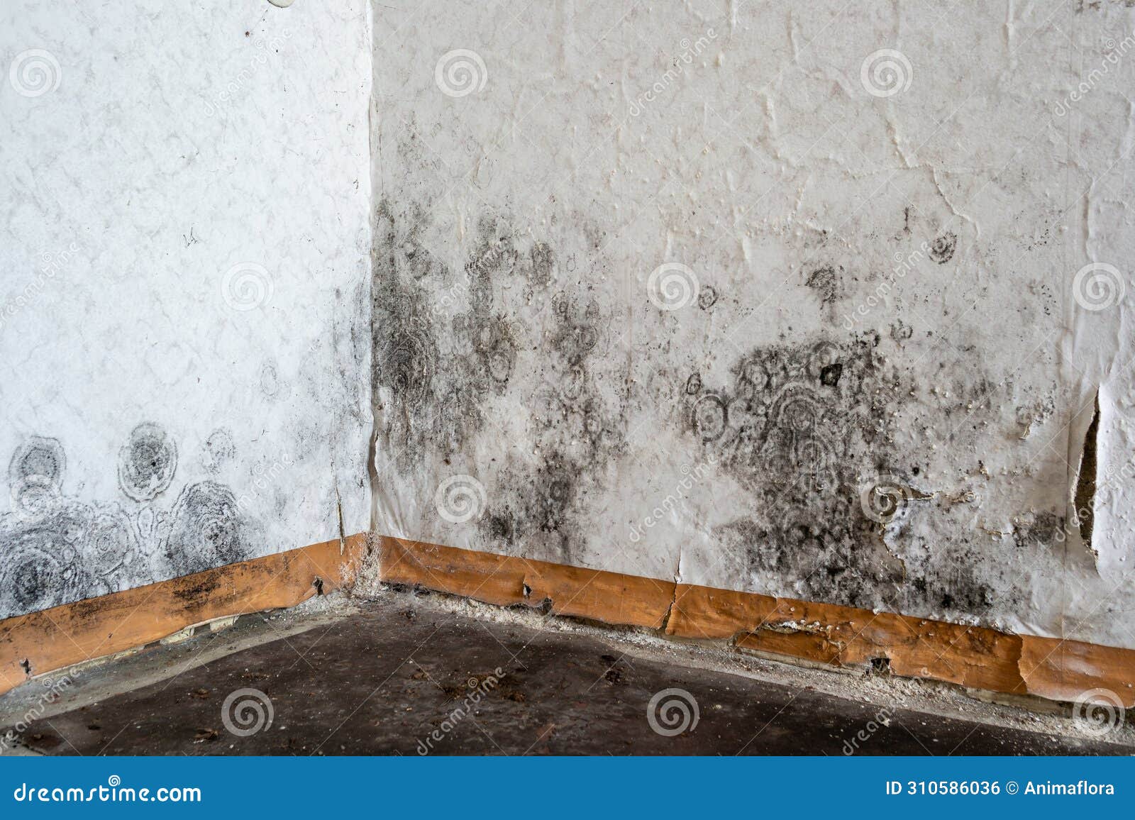 Black Mold on the Wallpaper on the Wall in a Room Stock Photo Image