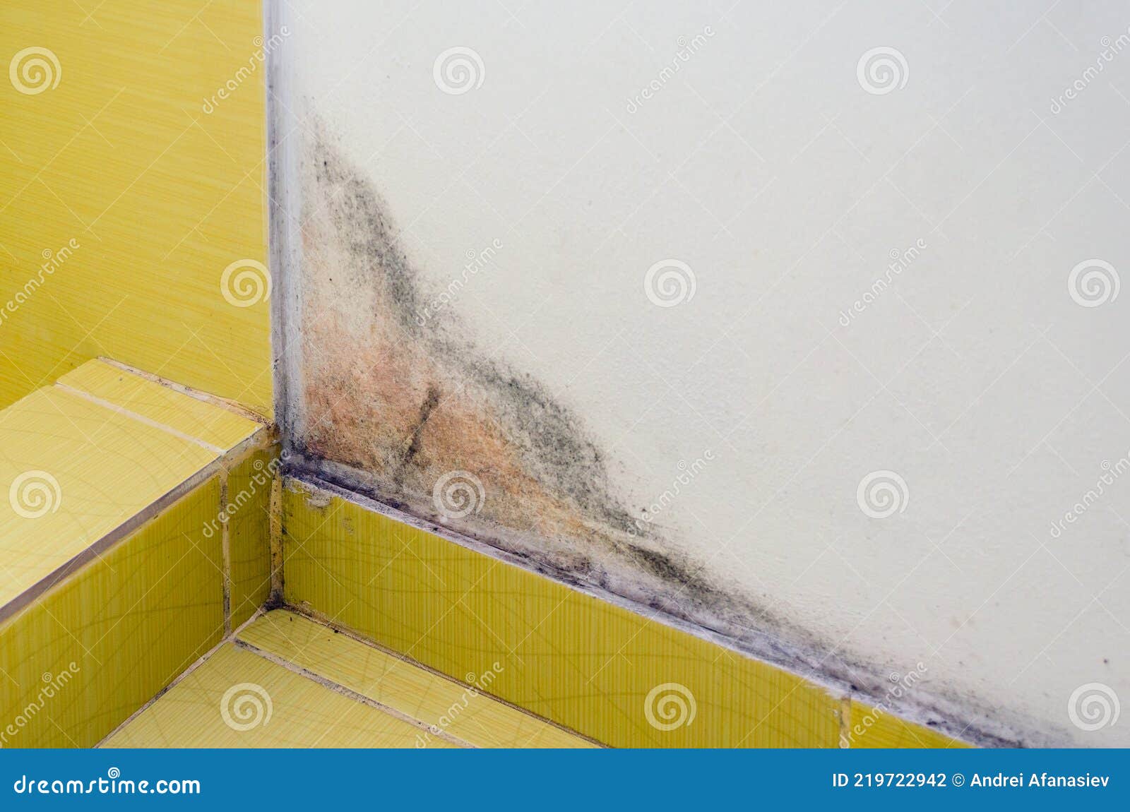 Black Mold on the White Wall in the Bathroom, Health Hazard Stock Photo