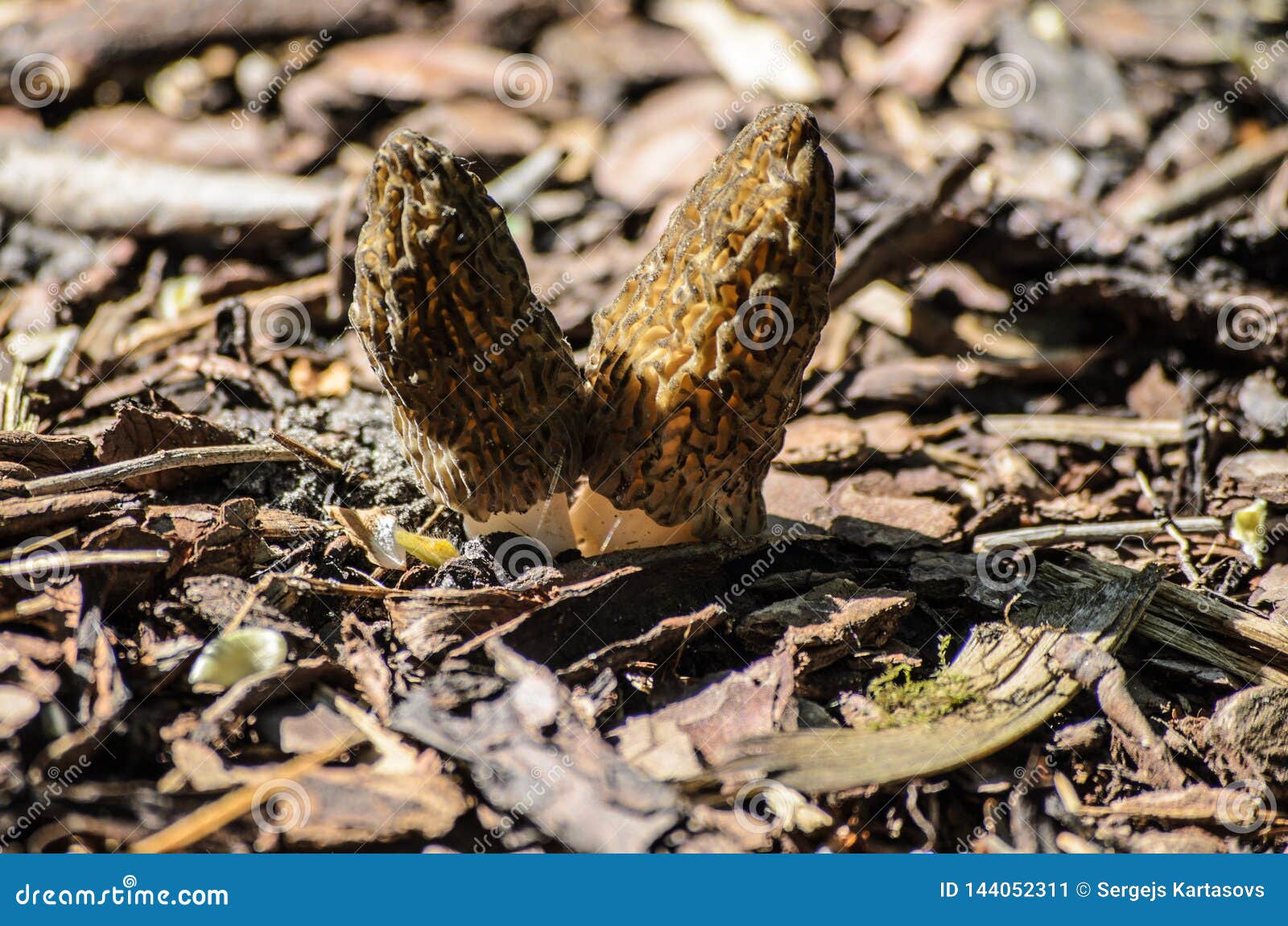 Black Morel or Morchella Conica Stock Image Image of morchella