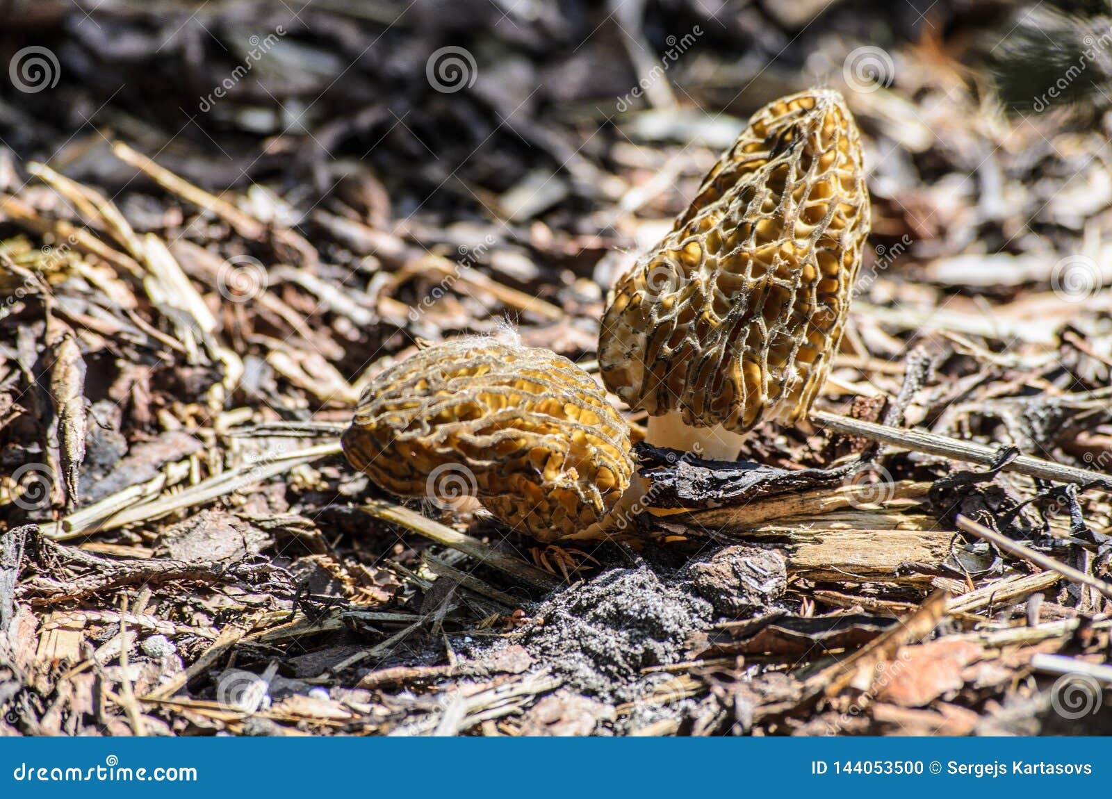 Black Morel or Morchella Conica Stock Photo Image of edible, fungus