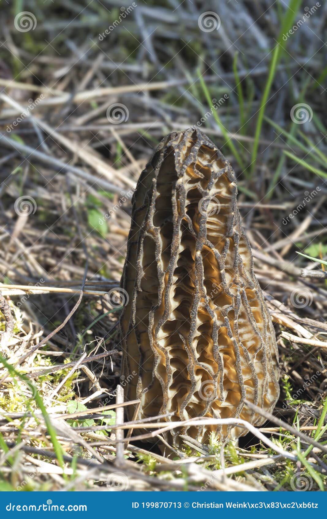 the black morel morchella elata is an edible mushroom