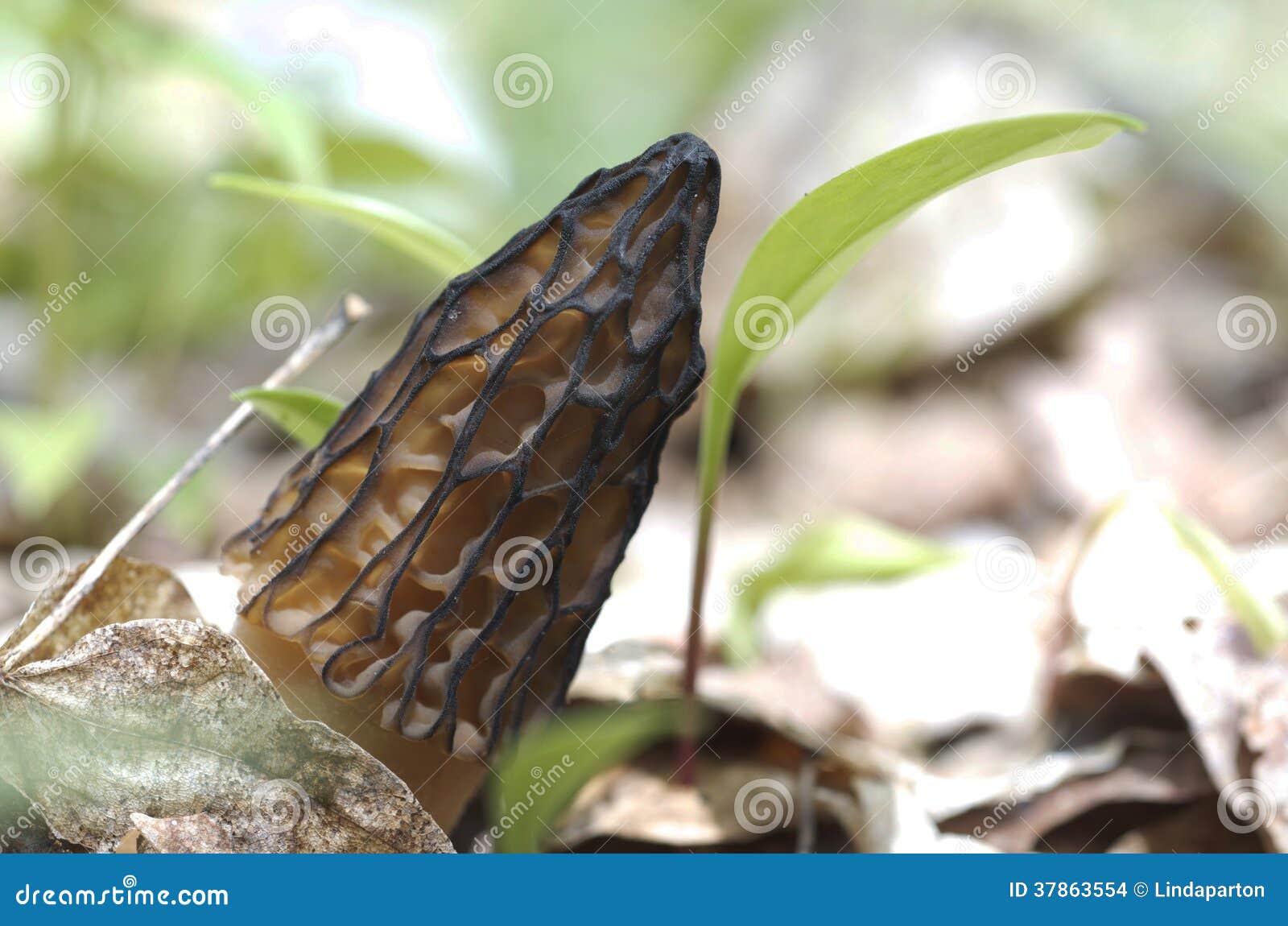 black morel mushroom