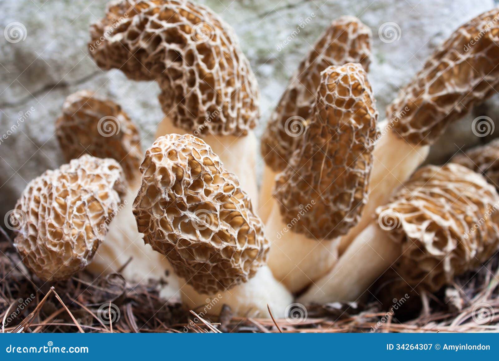 Black Morels stock image. Image of woodland, morel, black 34264307