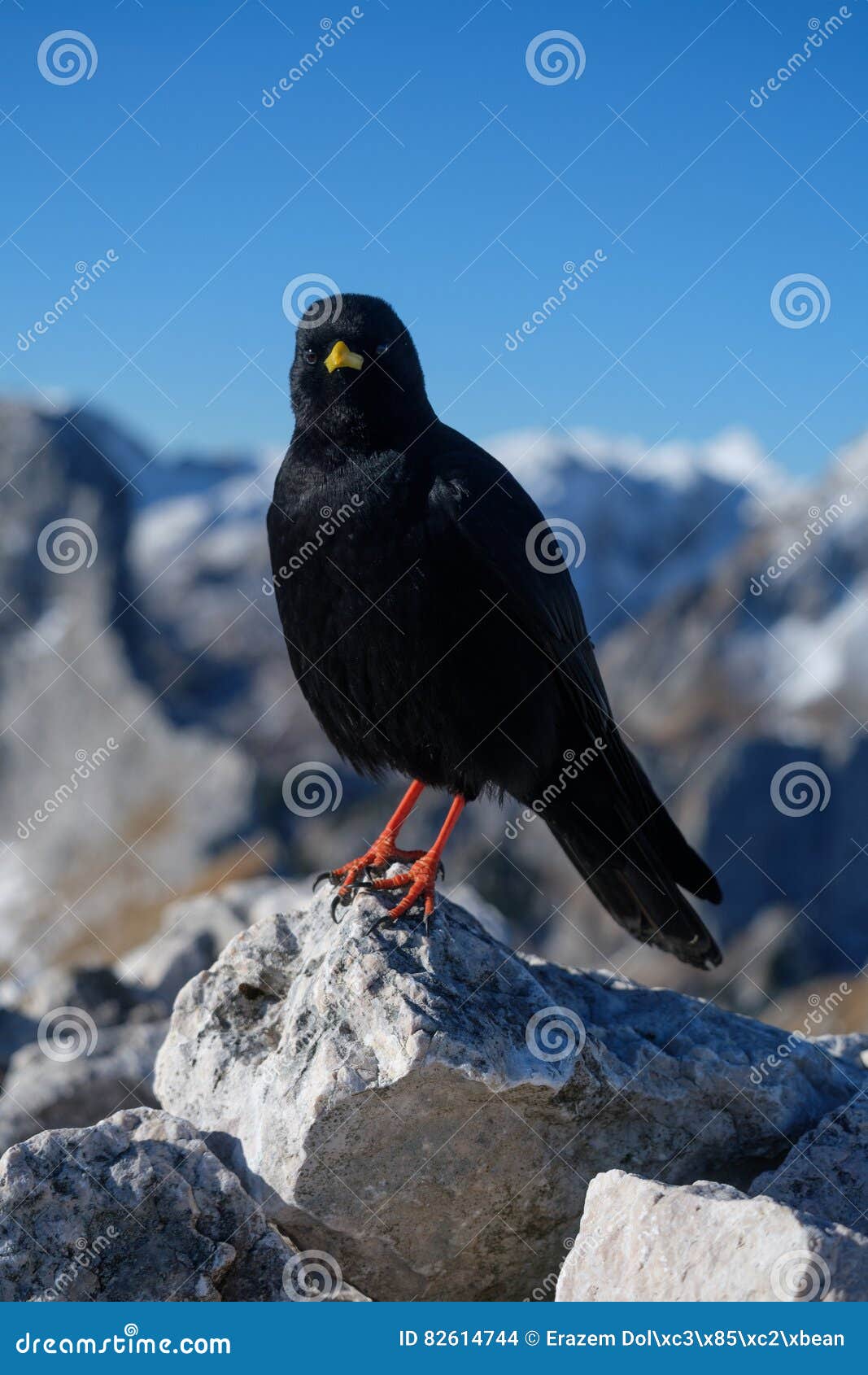 black mountain bird