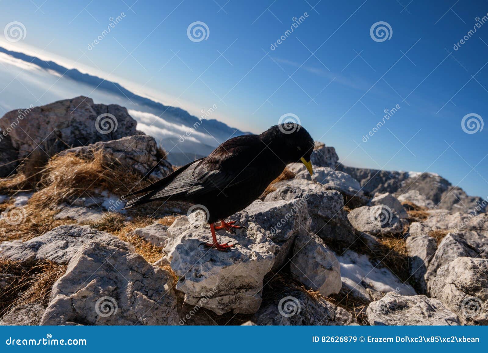 black mountain bird