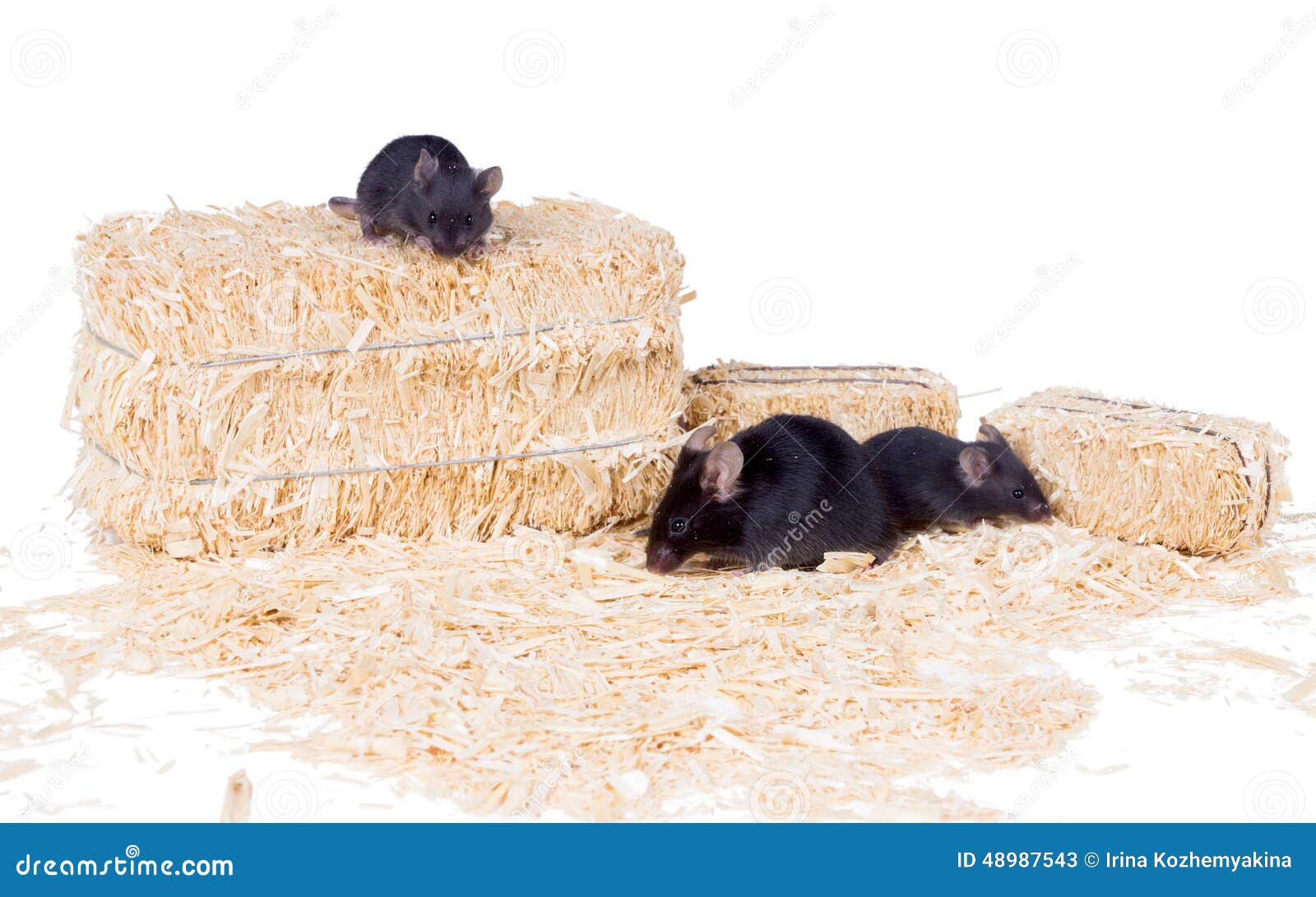 Black Mouse with Two Little Mice on the Sawdust Stock Image Image of