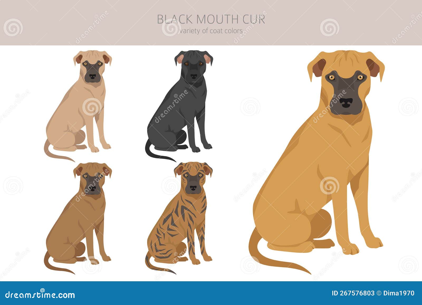 Black mouth cur clipart. Different coat colors and poses set. Vector illustration