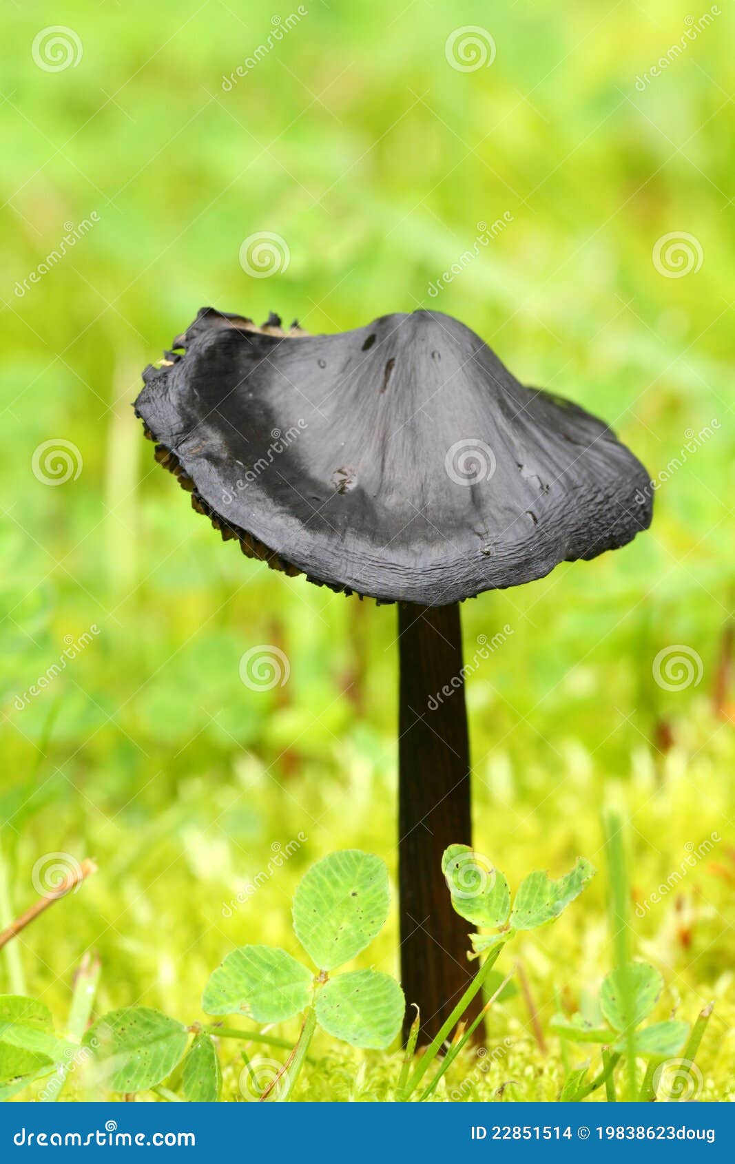 Black Mushroom Stock Images - Image: 22851514