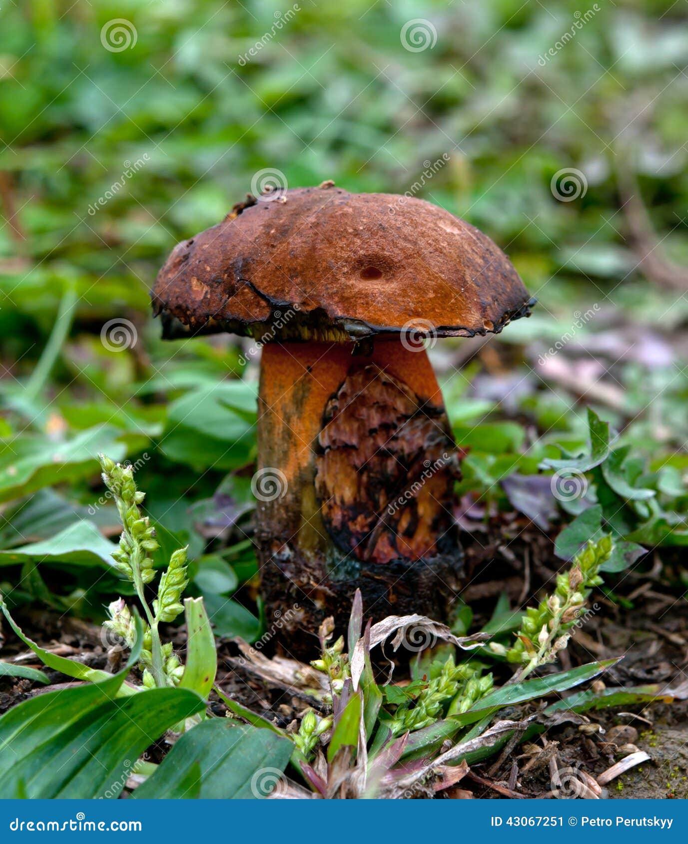 Black mushroom stock image. Image of mushroom, uncultivated 43067251