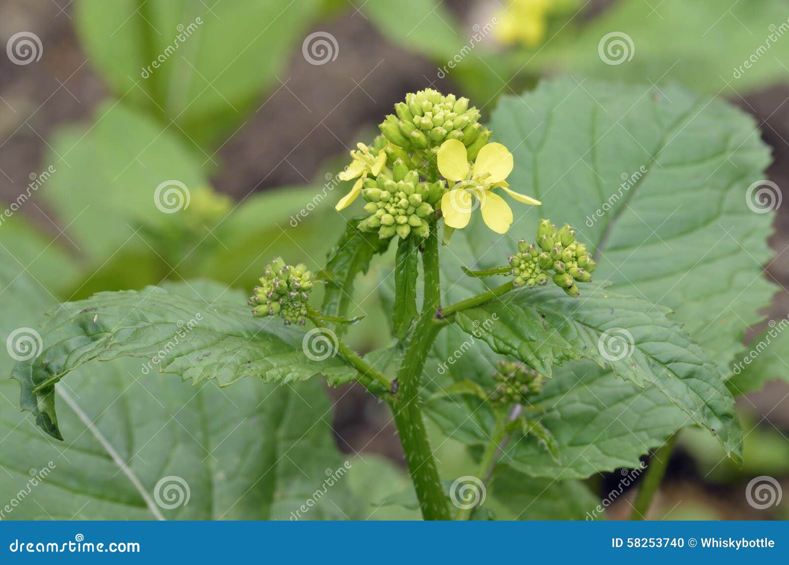 Black Mustard Seeds Jeera Cumin Seeds Cardamom Indian Spice Top Angle