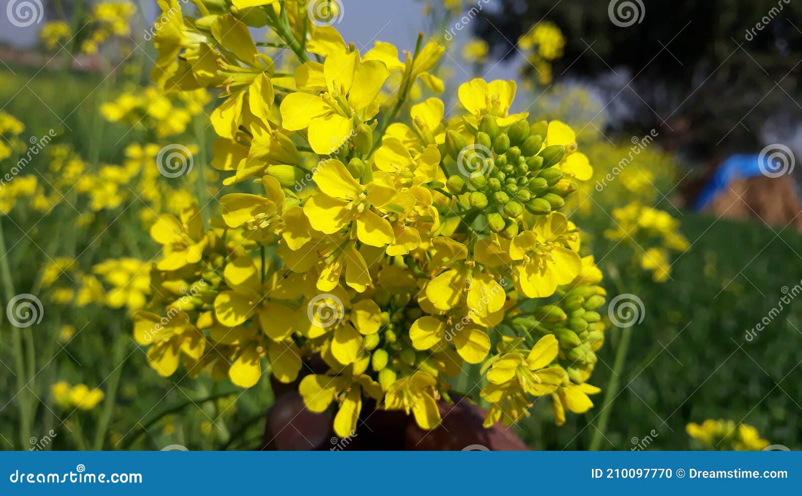 A Black Mustard Flower in the Field of Wheat Stock Photo Image of