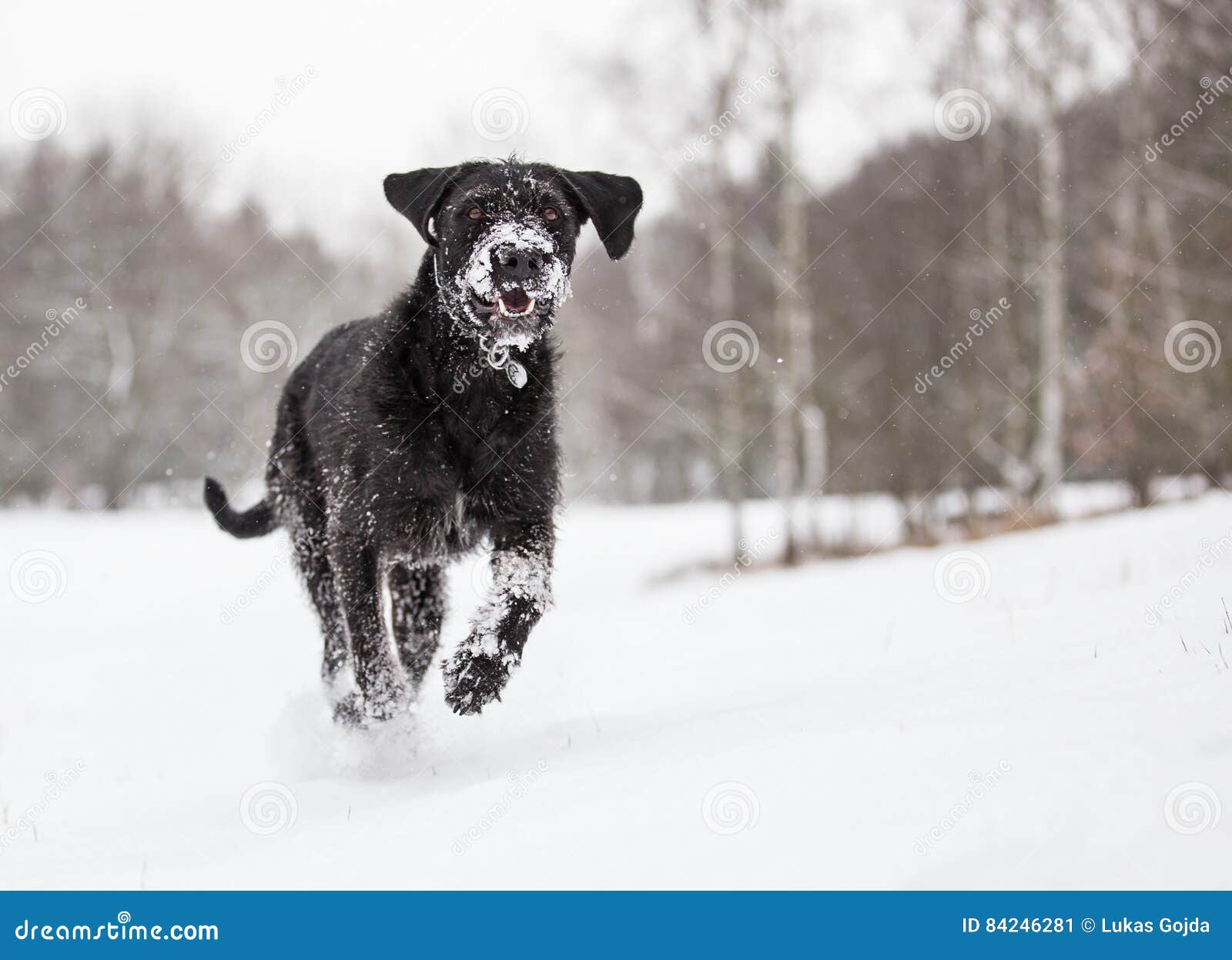 Black Mutt Dog Outside in Winter Snow. Stock Image Image of look
