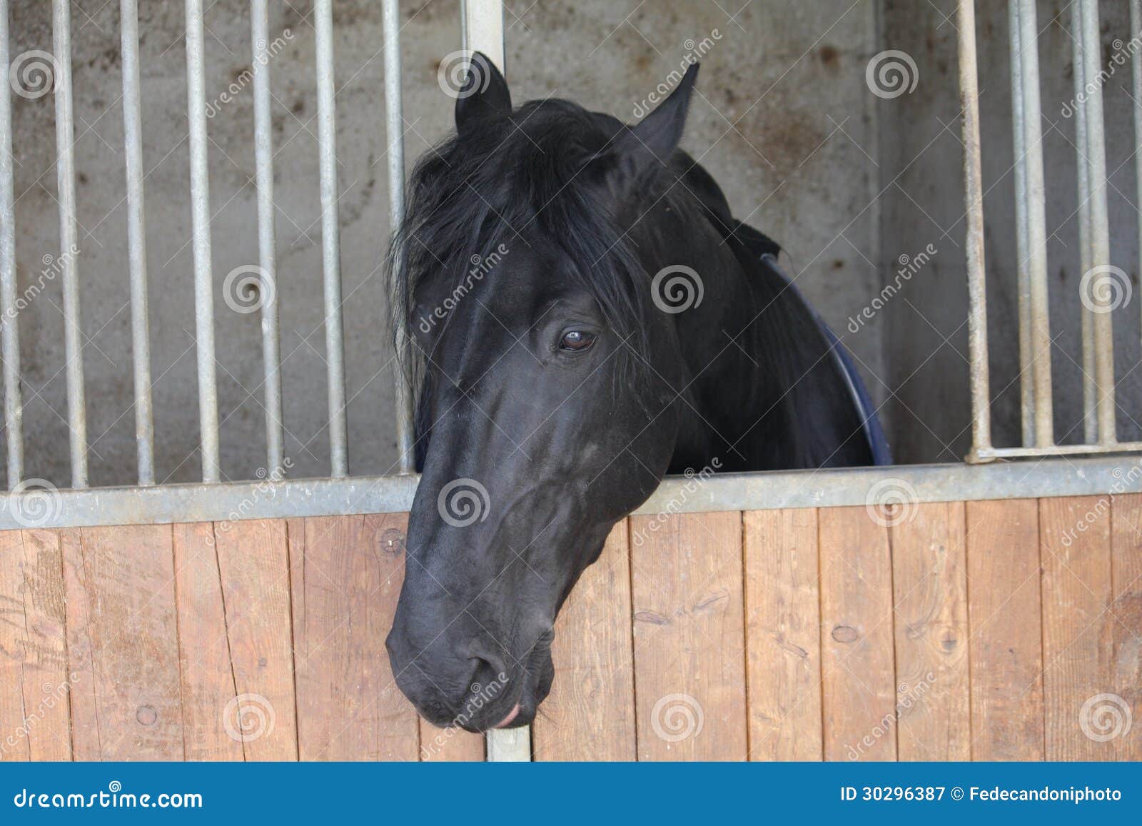 Muzzle Of A Horse That Comes Out With His Head From The Ba Stock Image