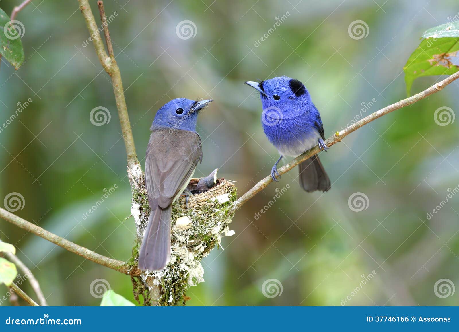 black-naped monarch hypothymis azurea