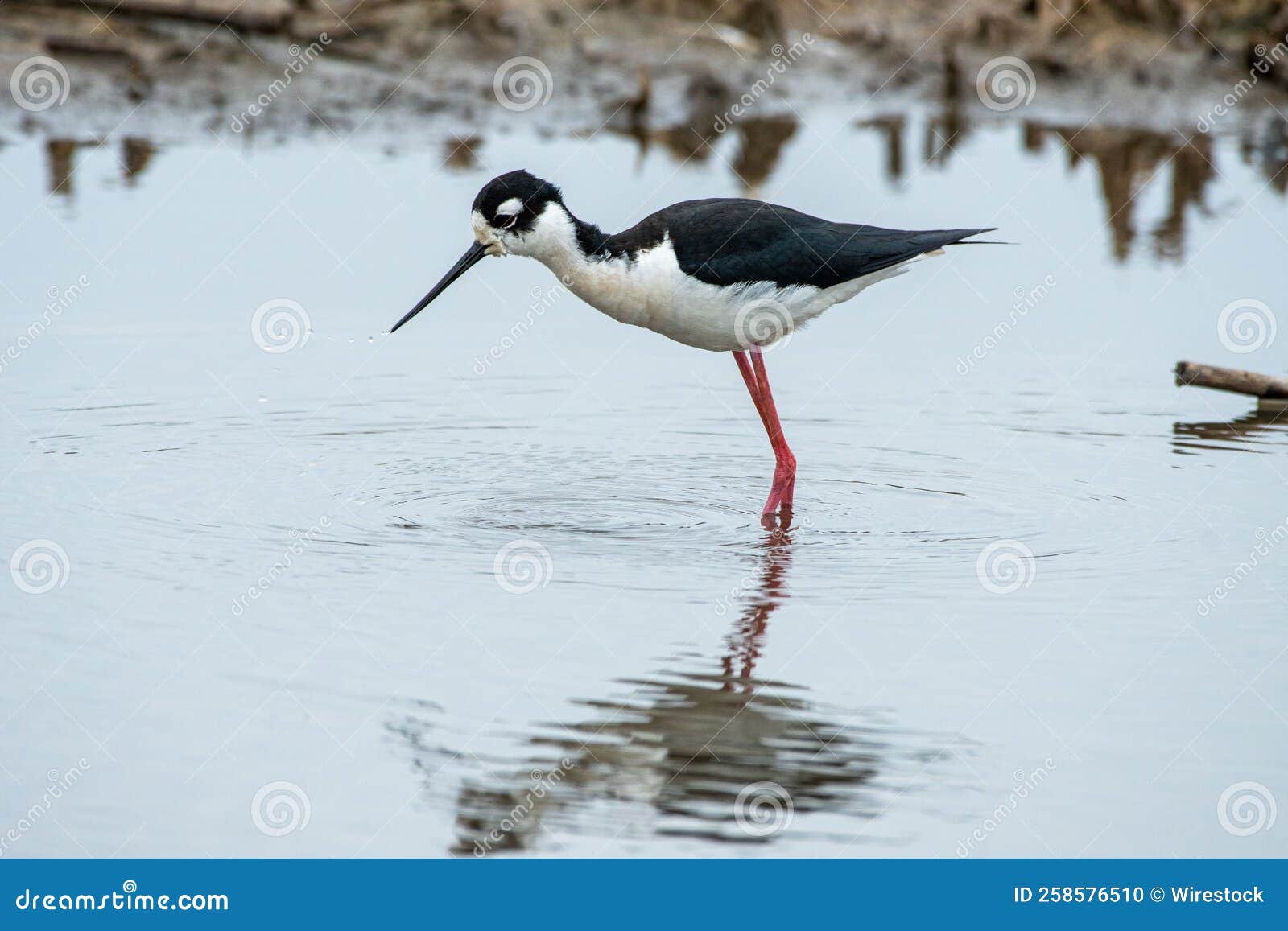 black-necked hawaiian stilt (himantopus mexicanus knudseni) looking at its reflection on water