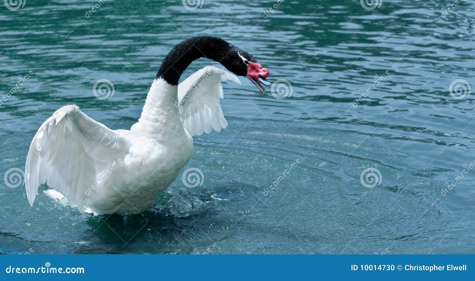 Black Necked stock Image of swan, wings, wildlife -